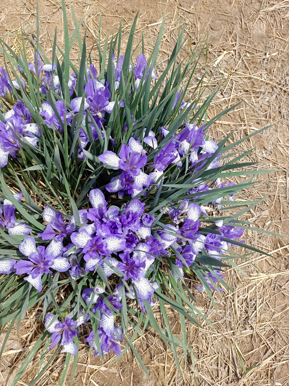 草原上的马兰花