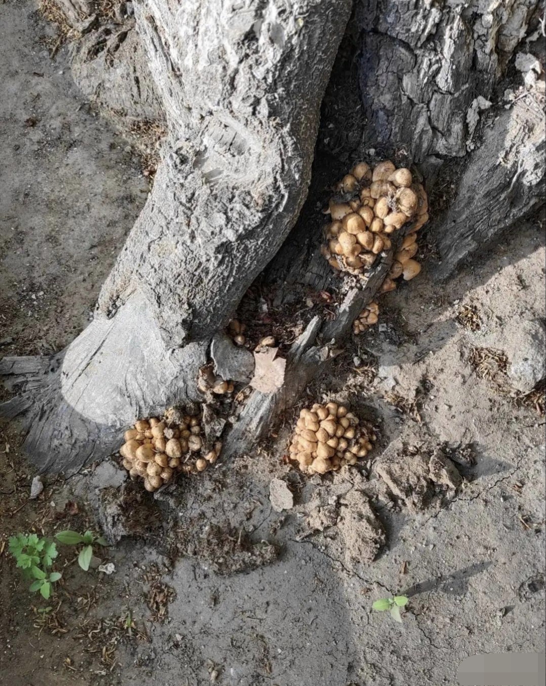 哎呀,这是啥菌子呀?