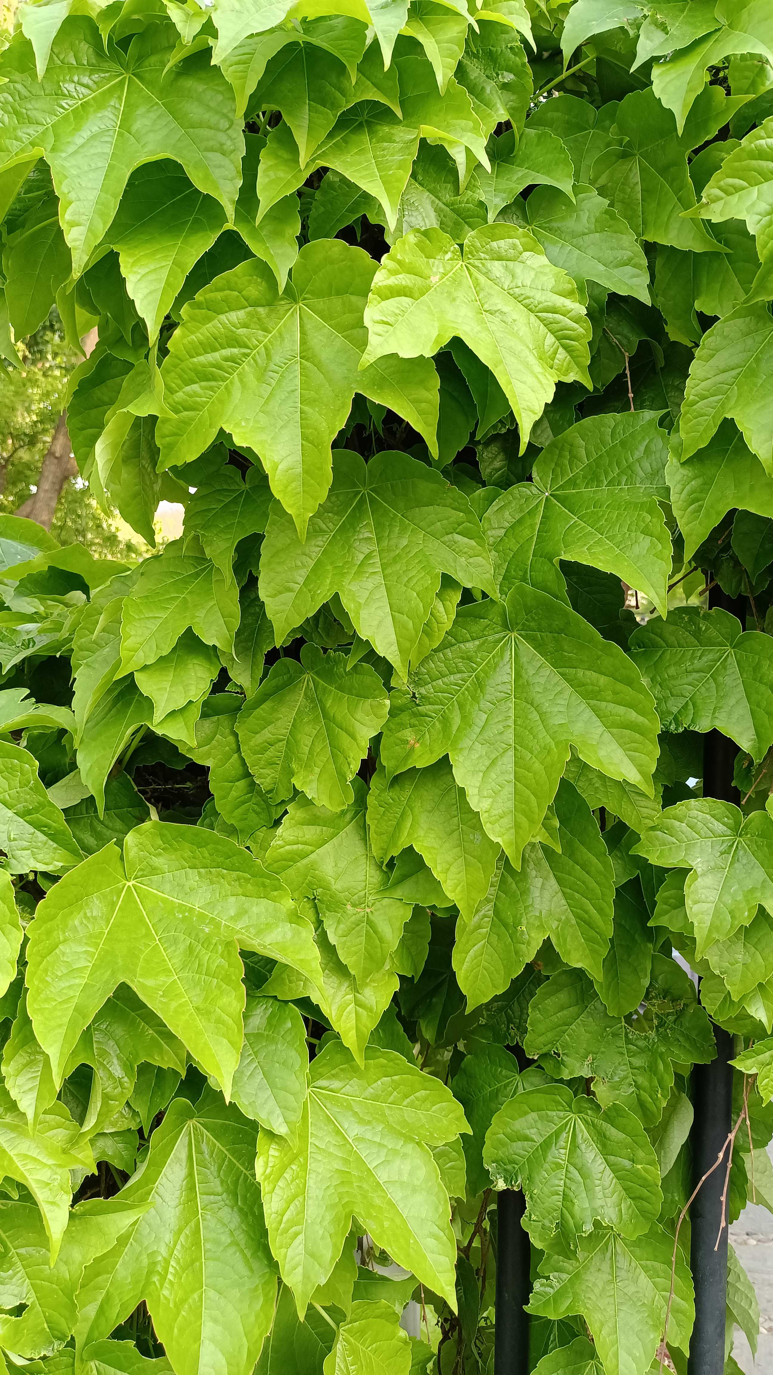 最漂亮的常春藤图片