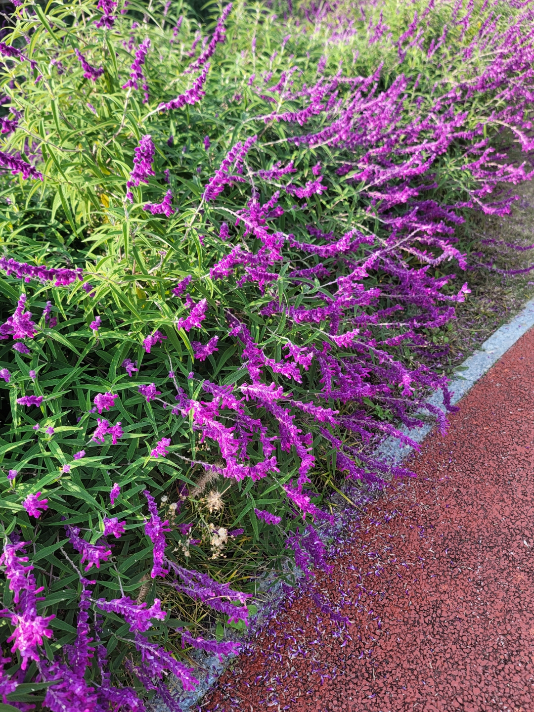 这种紫色的薰衣草花,相较于常见的蓝色薰衣草,更显得高贵和神秘.
