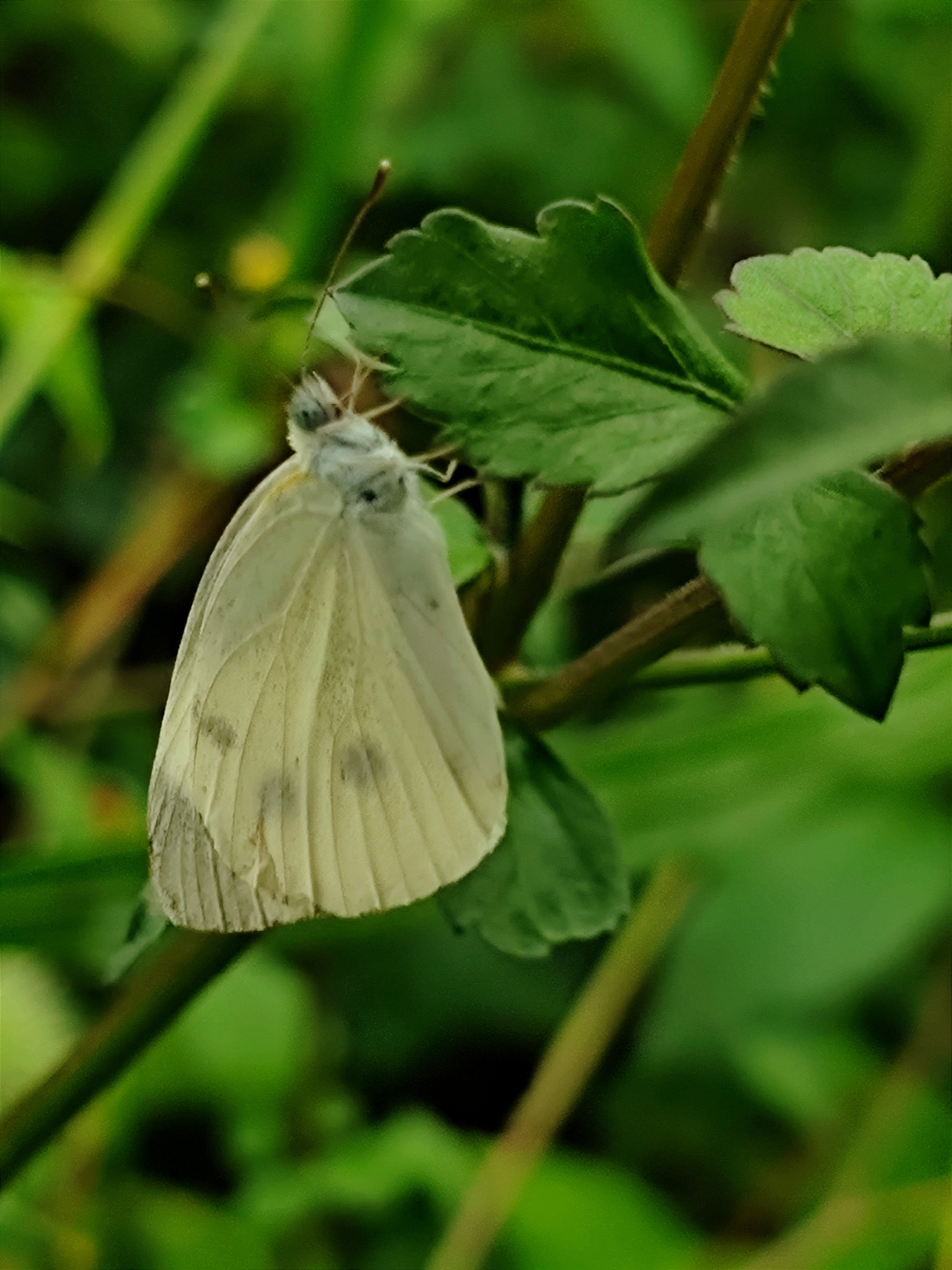 手机摄影——蝴蝶