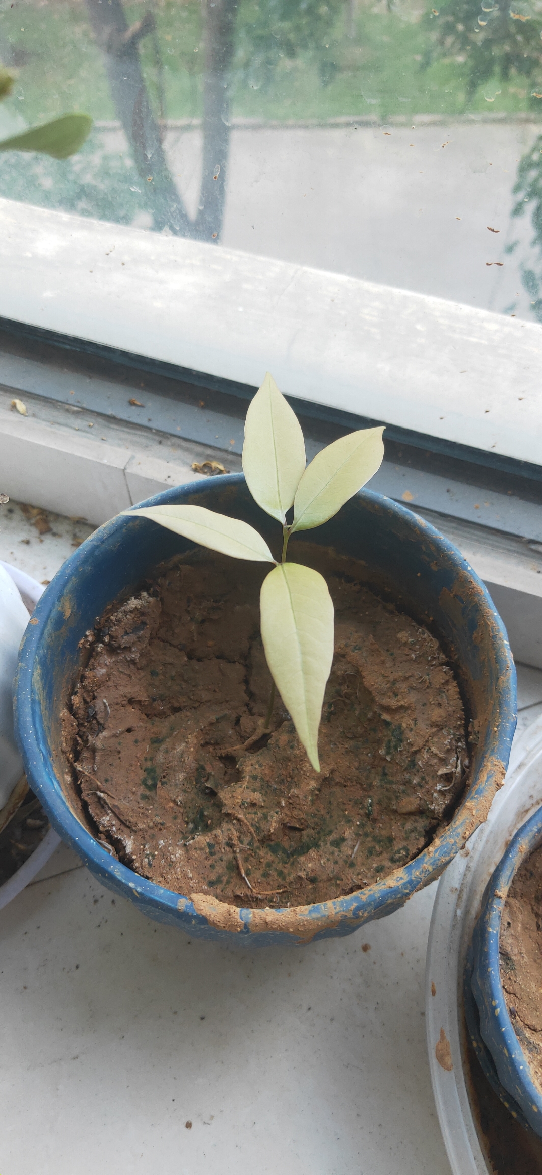 记# #百度带货春令营# 阳台上的小绿植,小小的荔枝芽还不能称之为树!