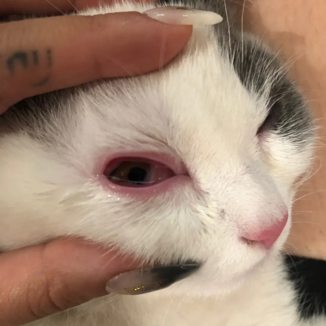 猫咪结膜炎的临床症状多样,一般为结膜潮红,流泪,畏光,分泌物增多