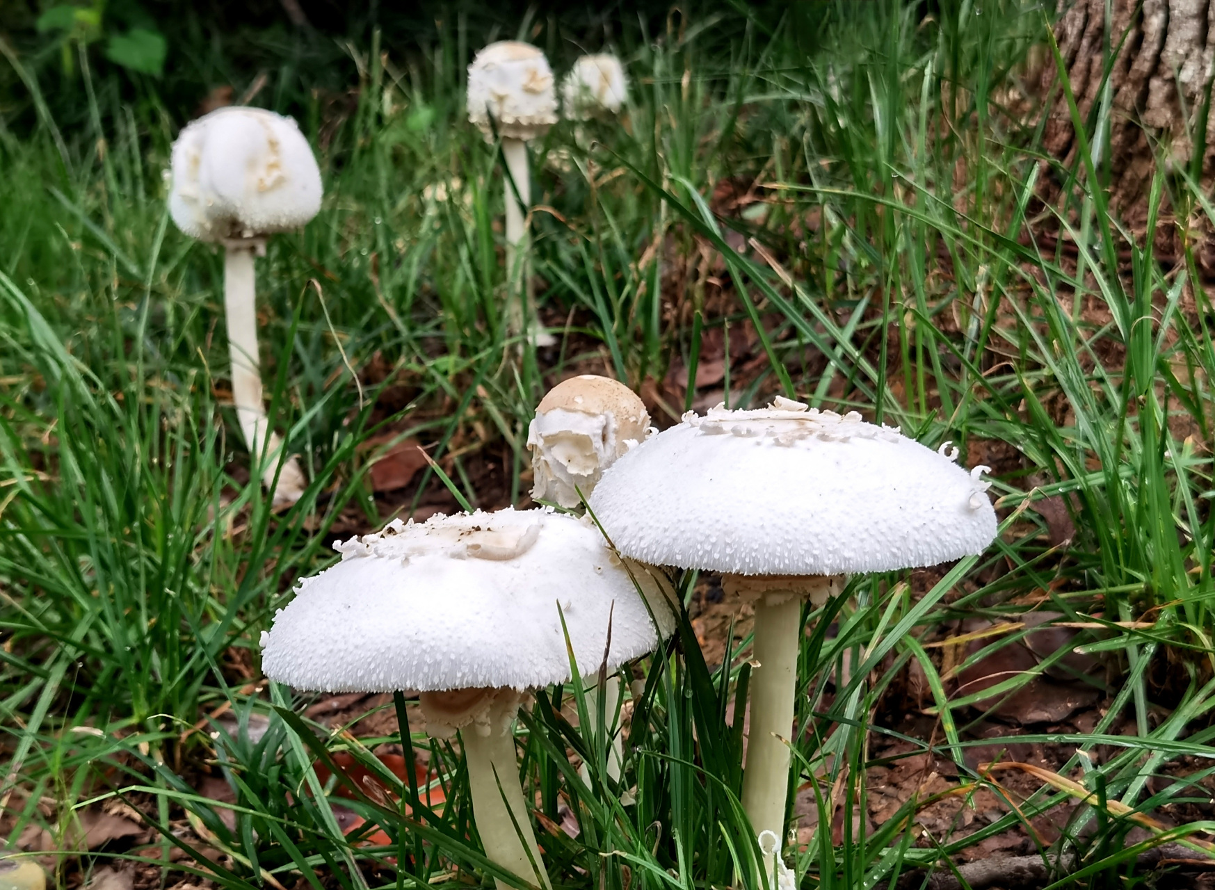 将军山麓洗月湖畔青草绿树之下亭亭玉立一"白衣天使",白如凝脂,模样如