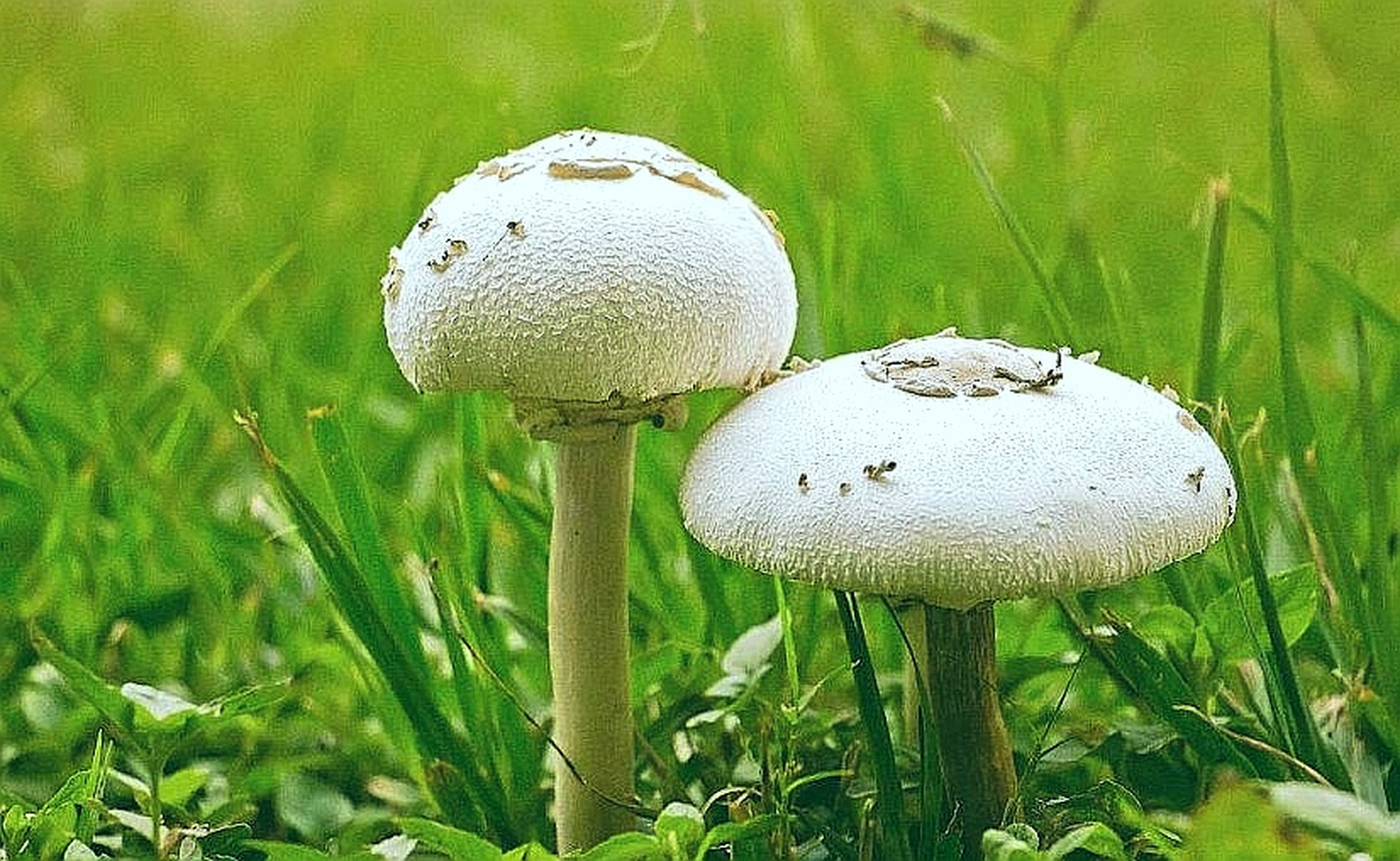 将军山麓洗月湖畔青草绿树之下亭亭玉立一"白衣天使",白如凝脂,模样如