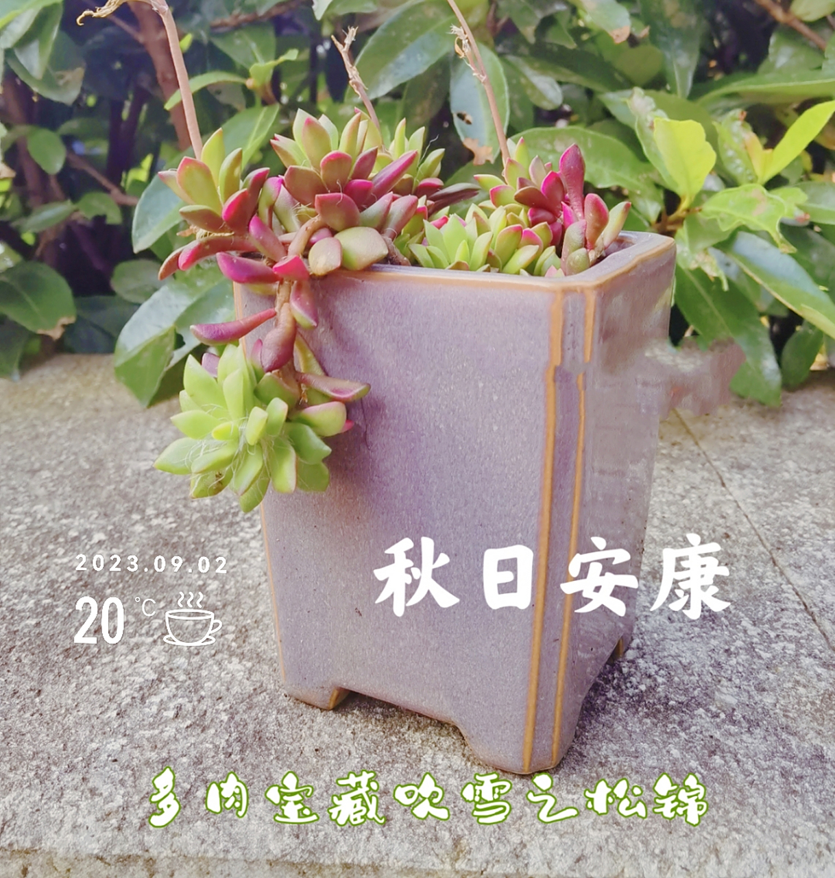 吹雪之松锦也叫斑叶回欢草,春日殿锦,属于马齿苋科回欢草属小型多肉品