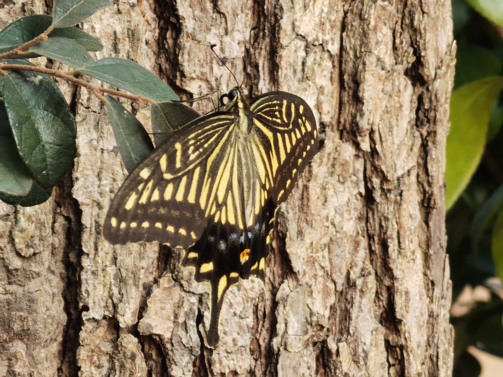 凤尾蝶的翅膀让它能够自由地飞翔,这也被视为自由和灵活的象征.