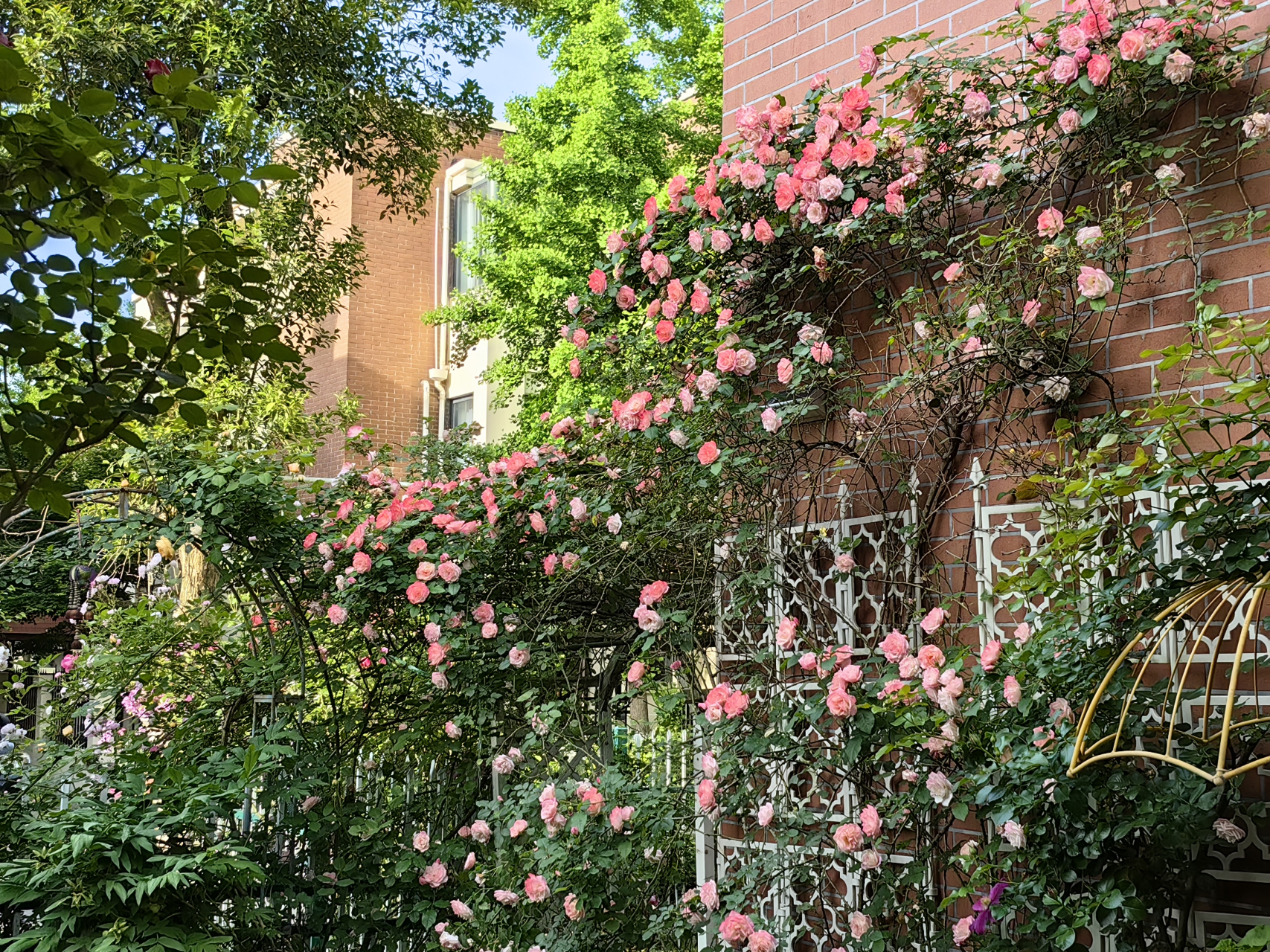 即便是巧匠鲁班,要将这些蔷薇花按照自然的次序与形态来