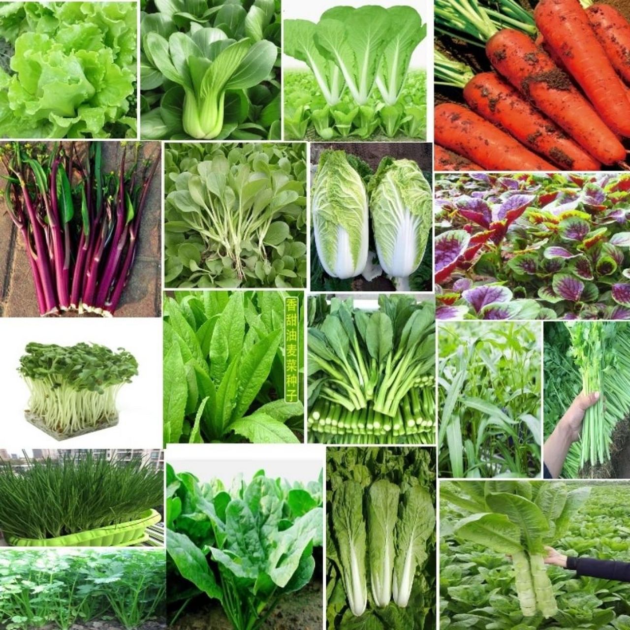 夏天生活图鉴# 《报菜名》  茄子土豆波菜地瓜,芹菜生菜柿子南瓜.