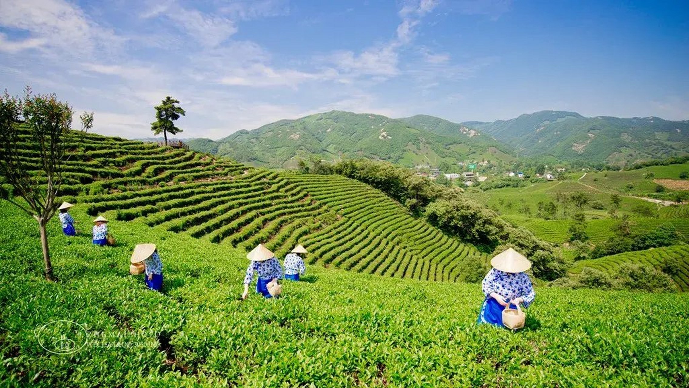 茶水美图风景图片