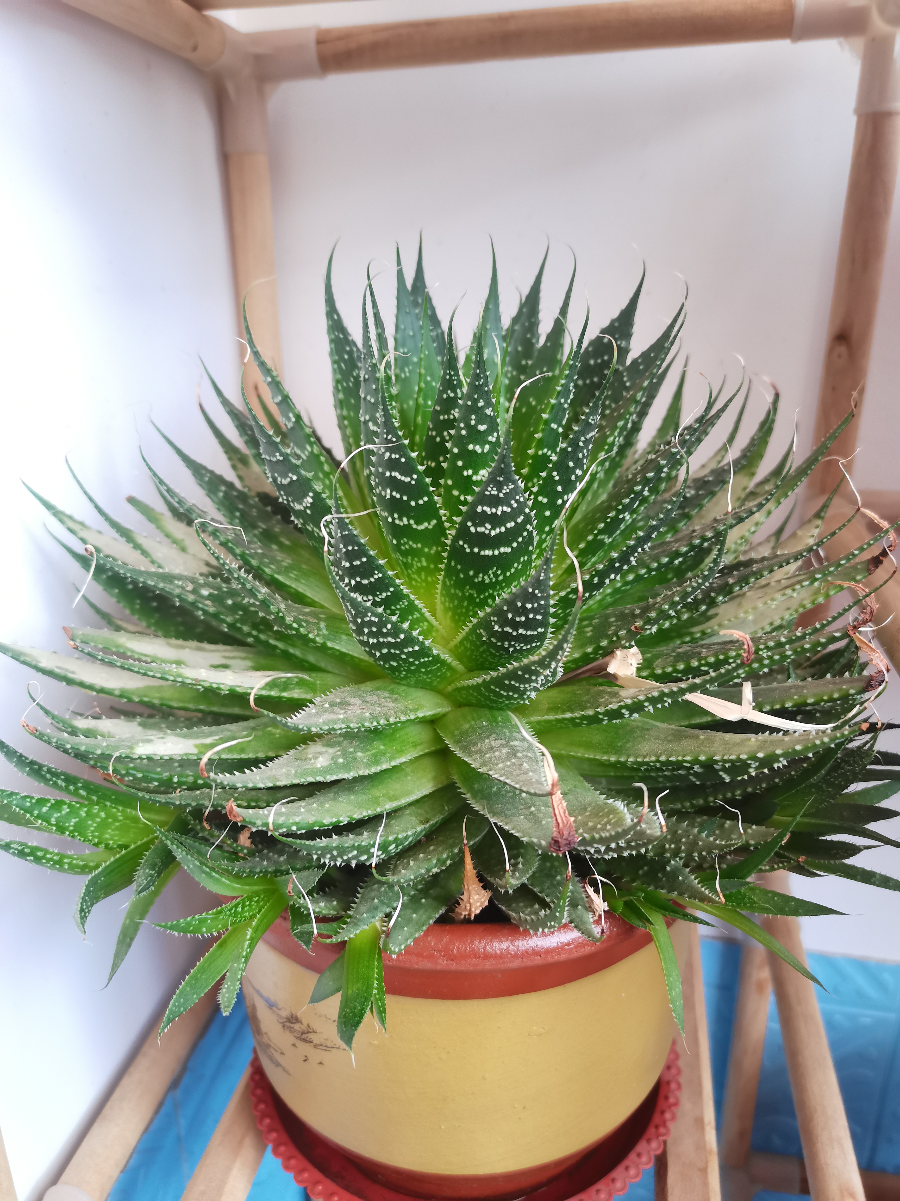 养花种菜小分队#雪花芦荟 夏天被太阳晒伤了,放到角落落了一层灰