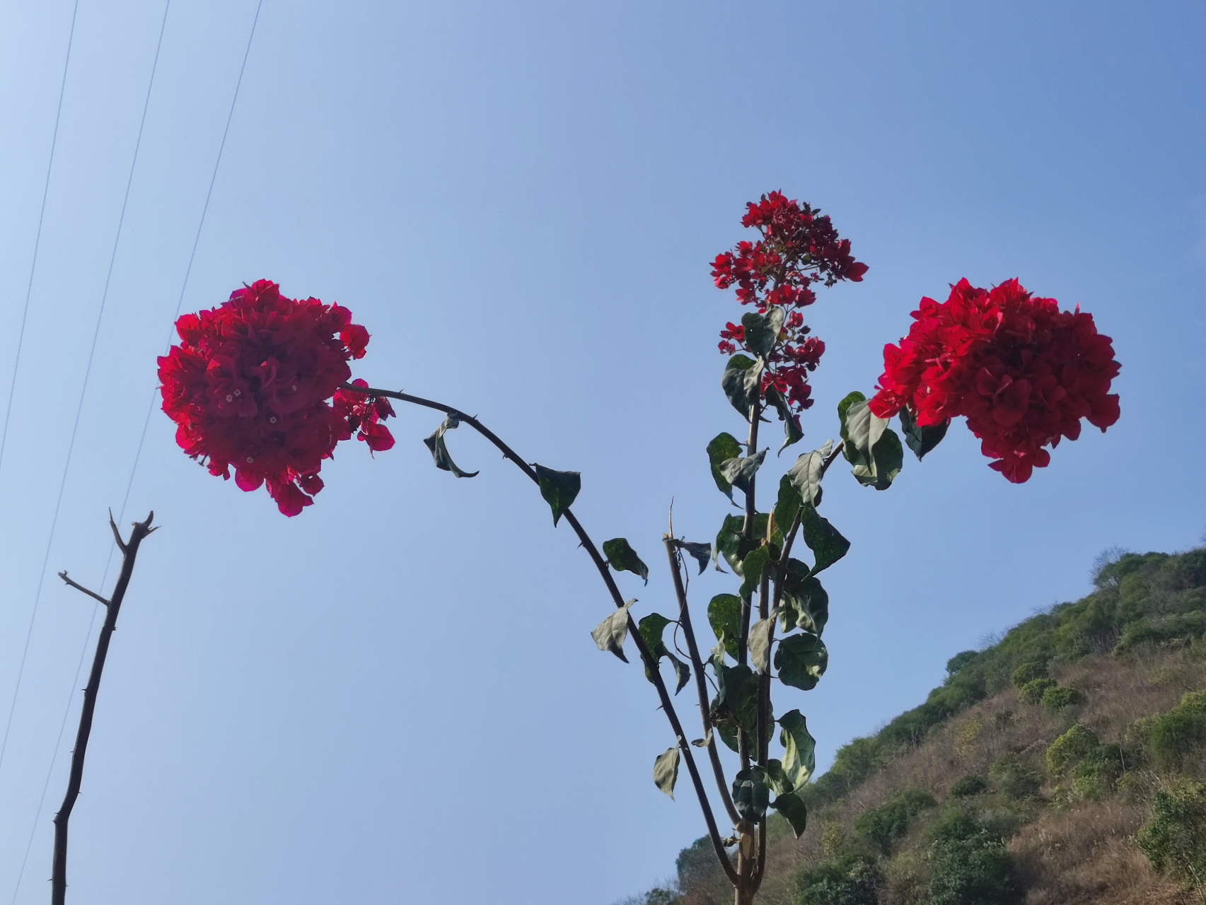 高山榕开花图片