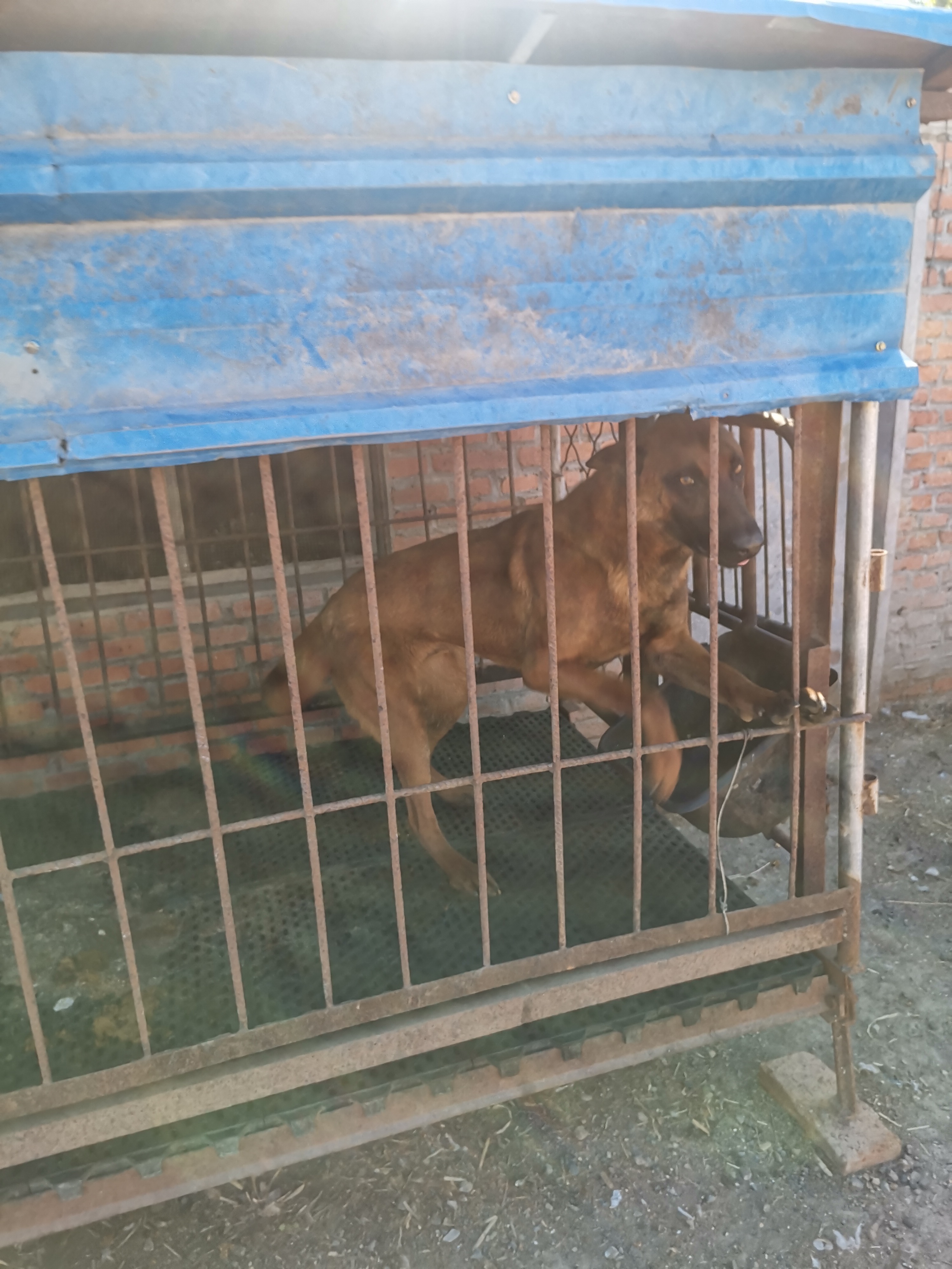 我家养的小动物