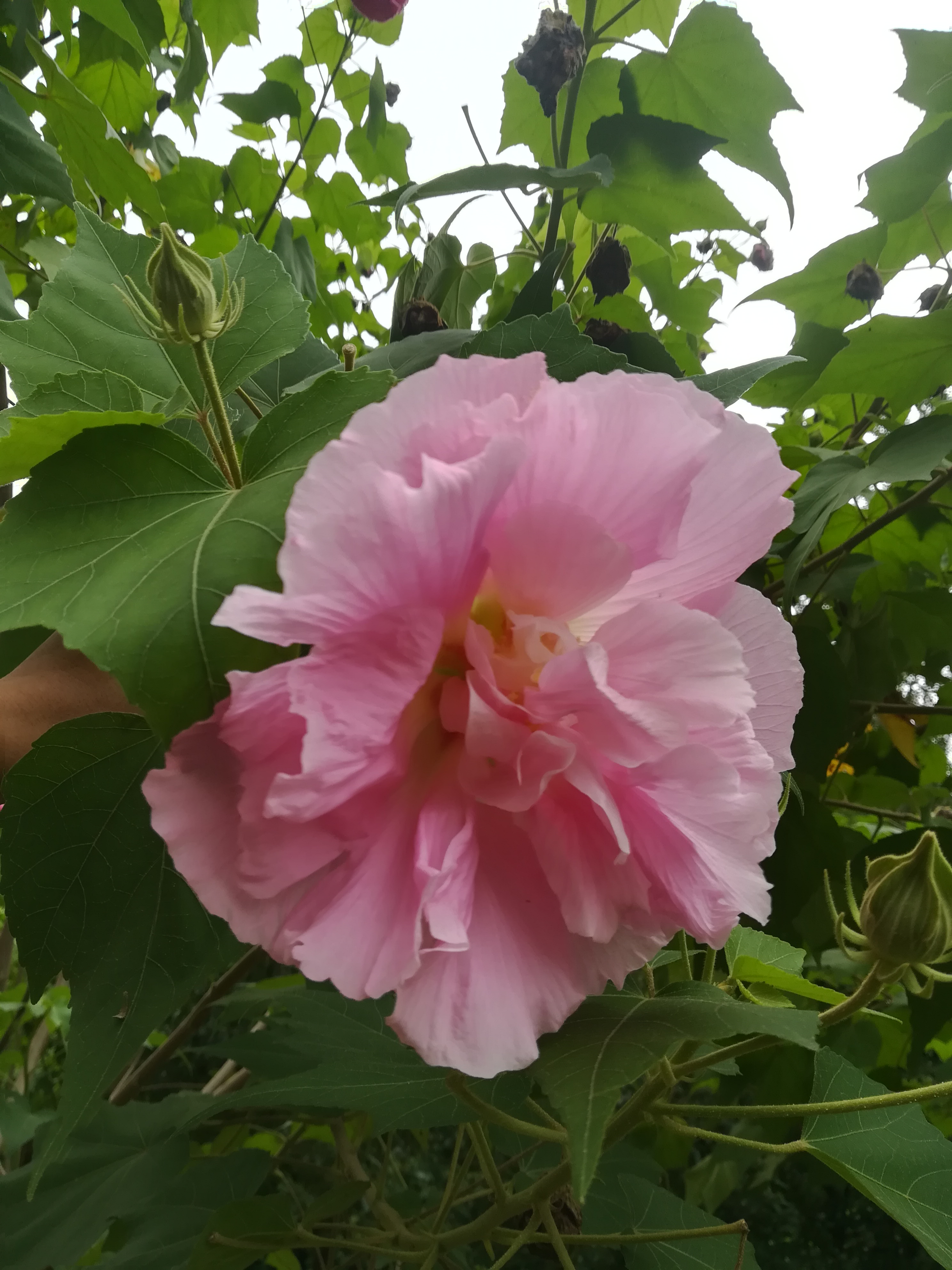 芙蓉花图片真实照片图片