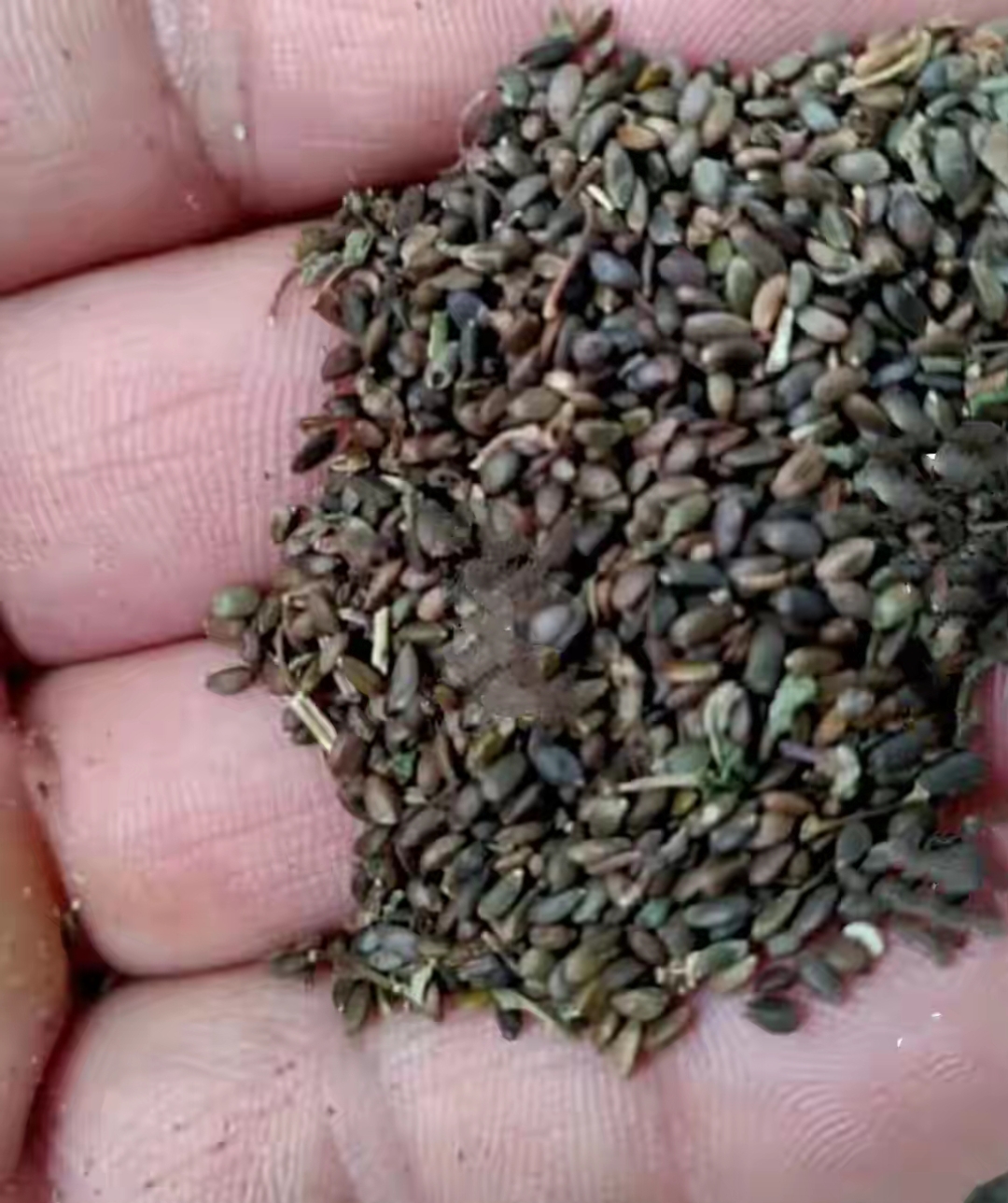 分田到户之前,生产队经常播的红花草种子,是种田的有机肥料,晚稻成熟