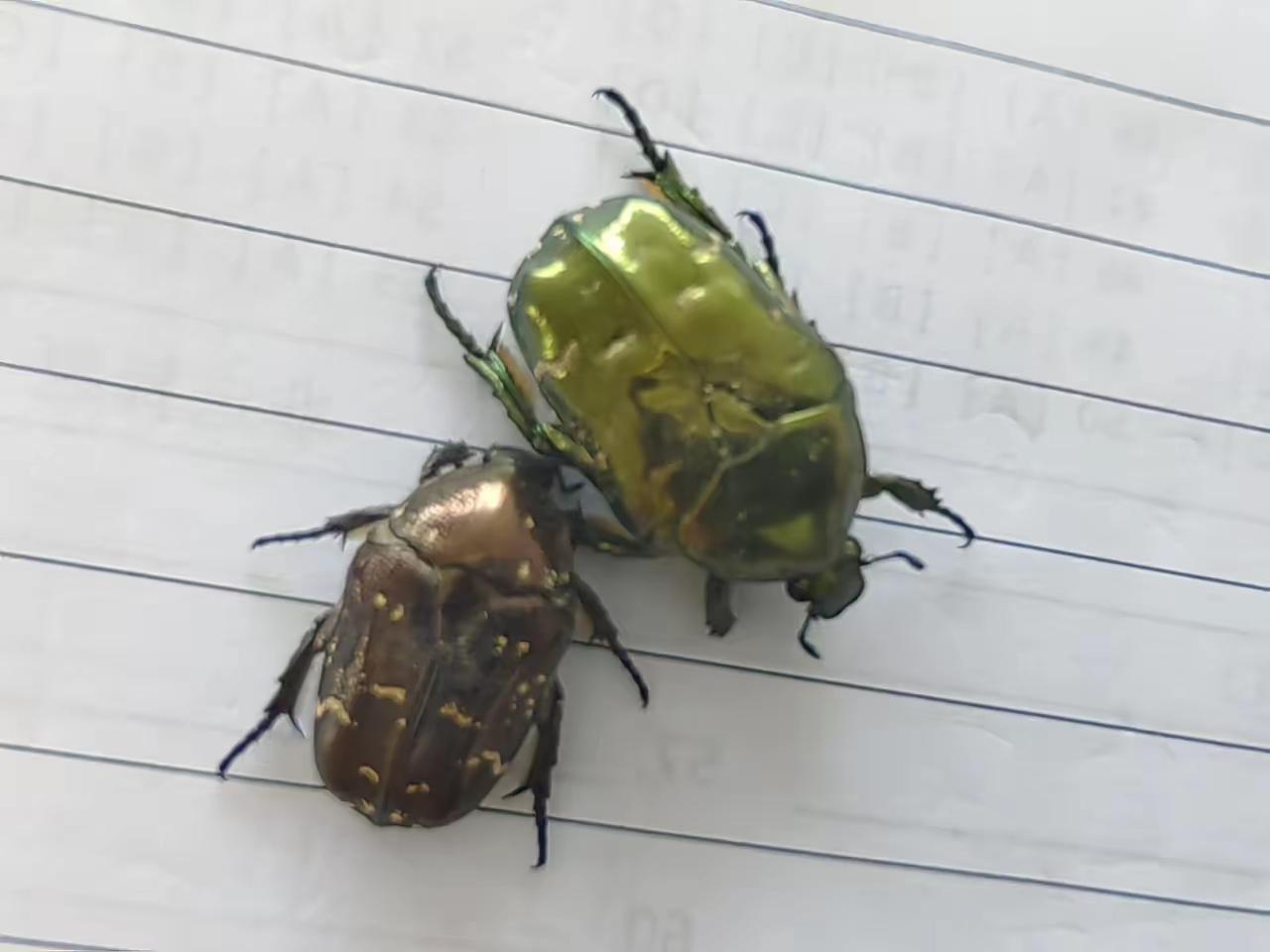 听说金龟子体内含有黄金,一吨金龟子可以提炼25克黄金.