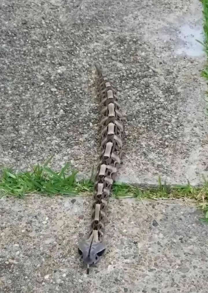 它的鳞片在光线下闪亮发光,好象是自然界中的一颗宝石.