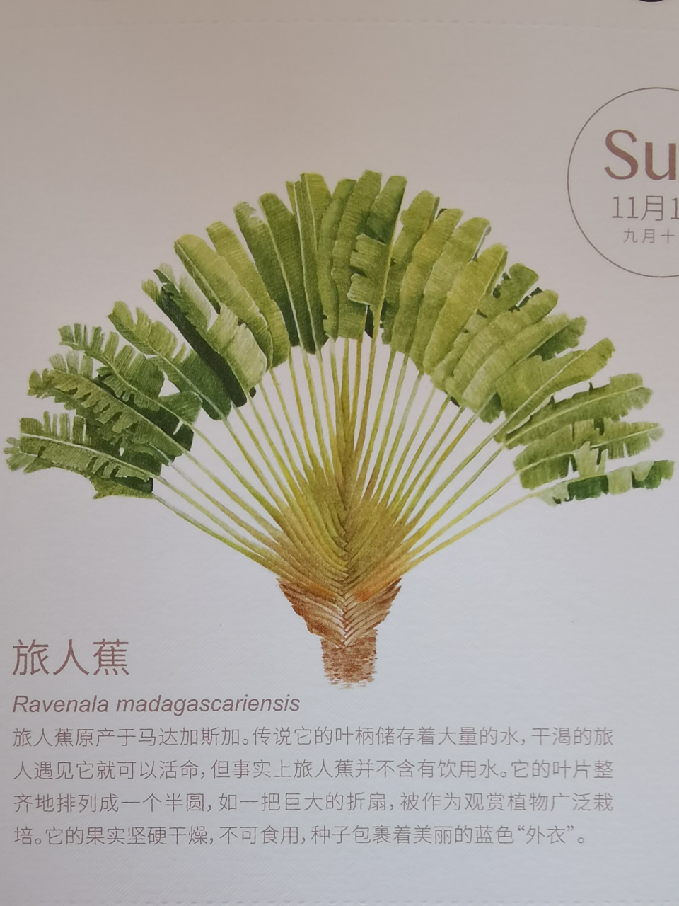 旅人蕉叶柄里真存着大量的水供人解渴用吗?