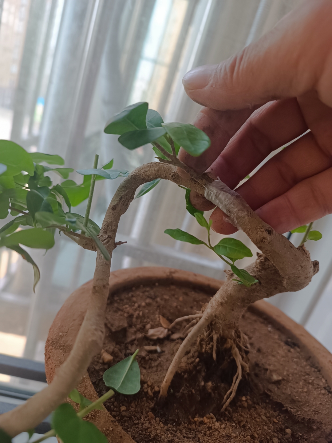 游龙型的一颗小叶女贞缺枝,今天给它嫁接了一支榕树,做好遮阳期待十