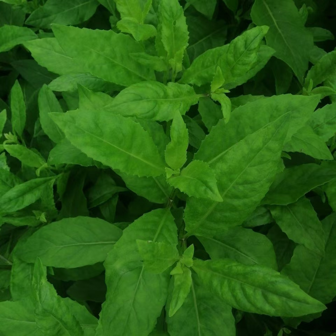 降糖草盆栽,如果糖高可以吃叶片,可以喝茶,可以喝粉.