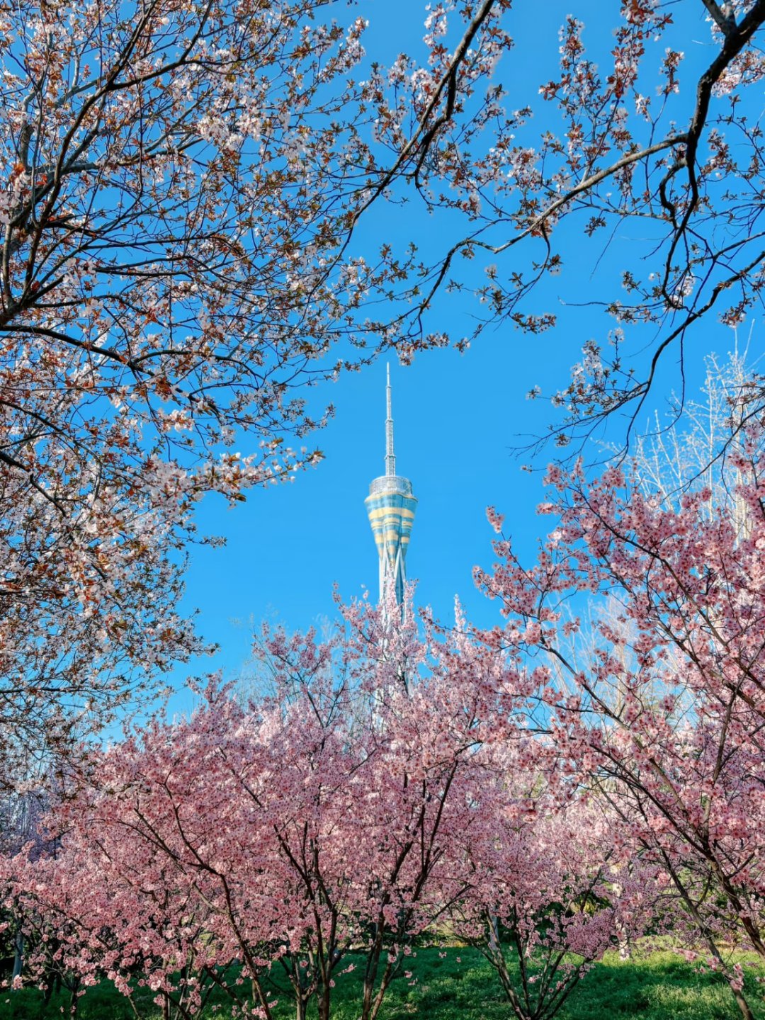 在郑州的春天里,万物复苏,春和景明,每一处都散发着