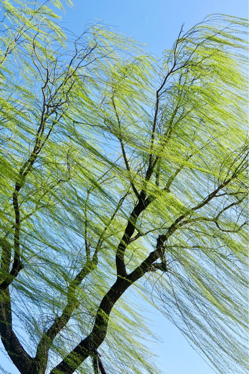 北京颐和园西堤柳树,藏着整个春天的温柔