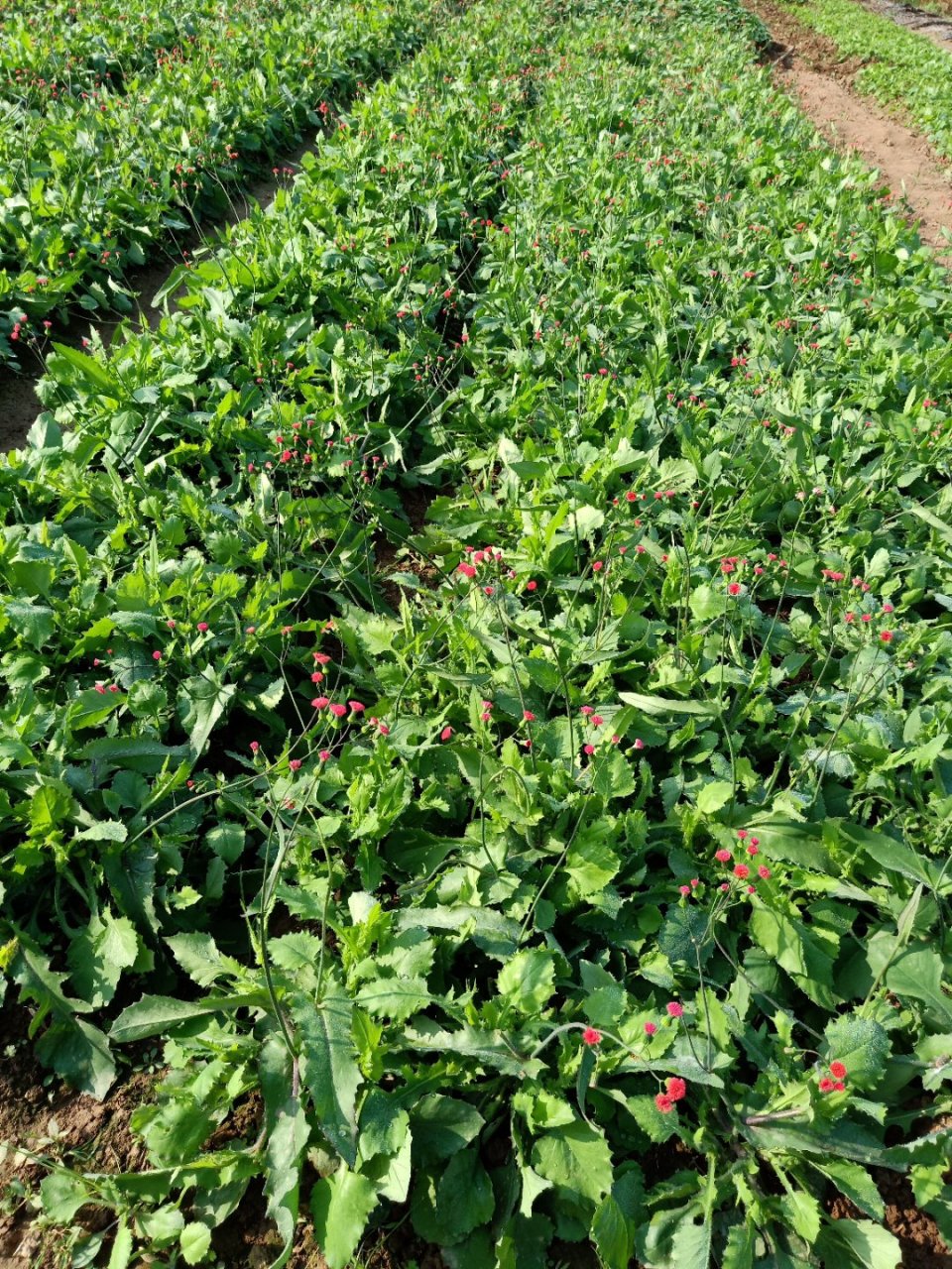 药食两用野菜,大叶一点红,广西蔬菜研究所驯化培育的优良品种!
