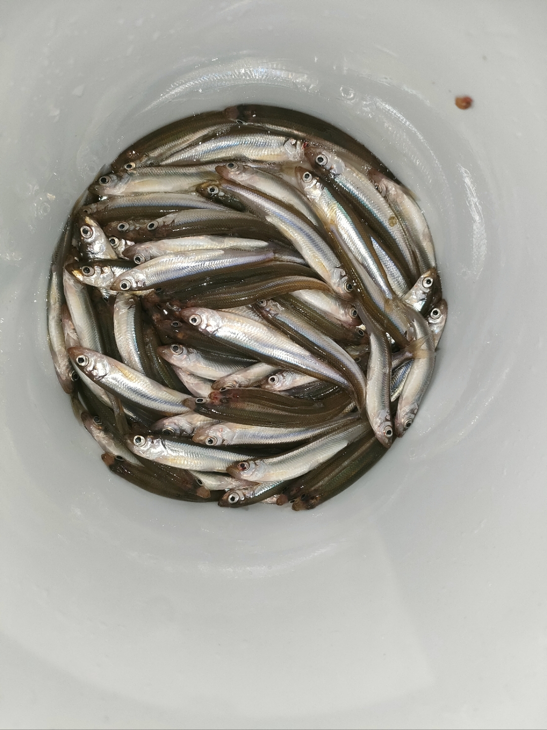 数码浪潮计划#这种鱼我们这里叫″小公鱼″,冬天冰