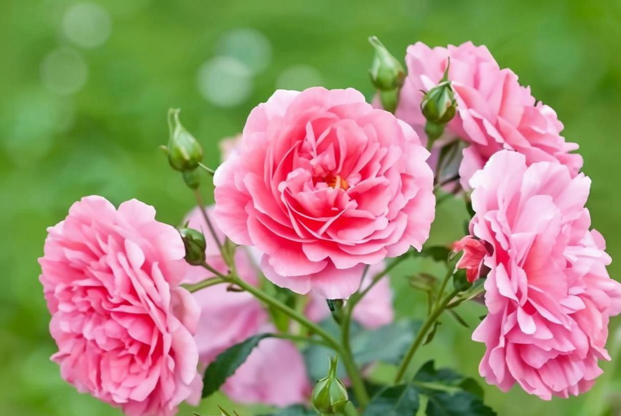 七律.赞月季花 文/刘文波 润眼闲庭慕仲家,披星月季绽丛花