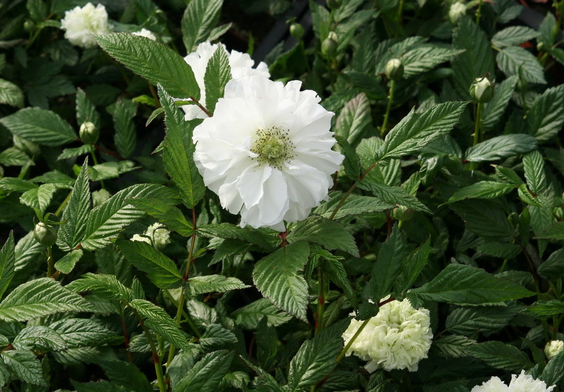 荼蘼花 刘锦成 (广东) 轻染鹅黄雪里来,繁花独自向阳开.