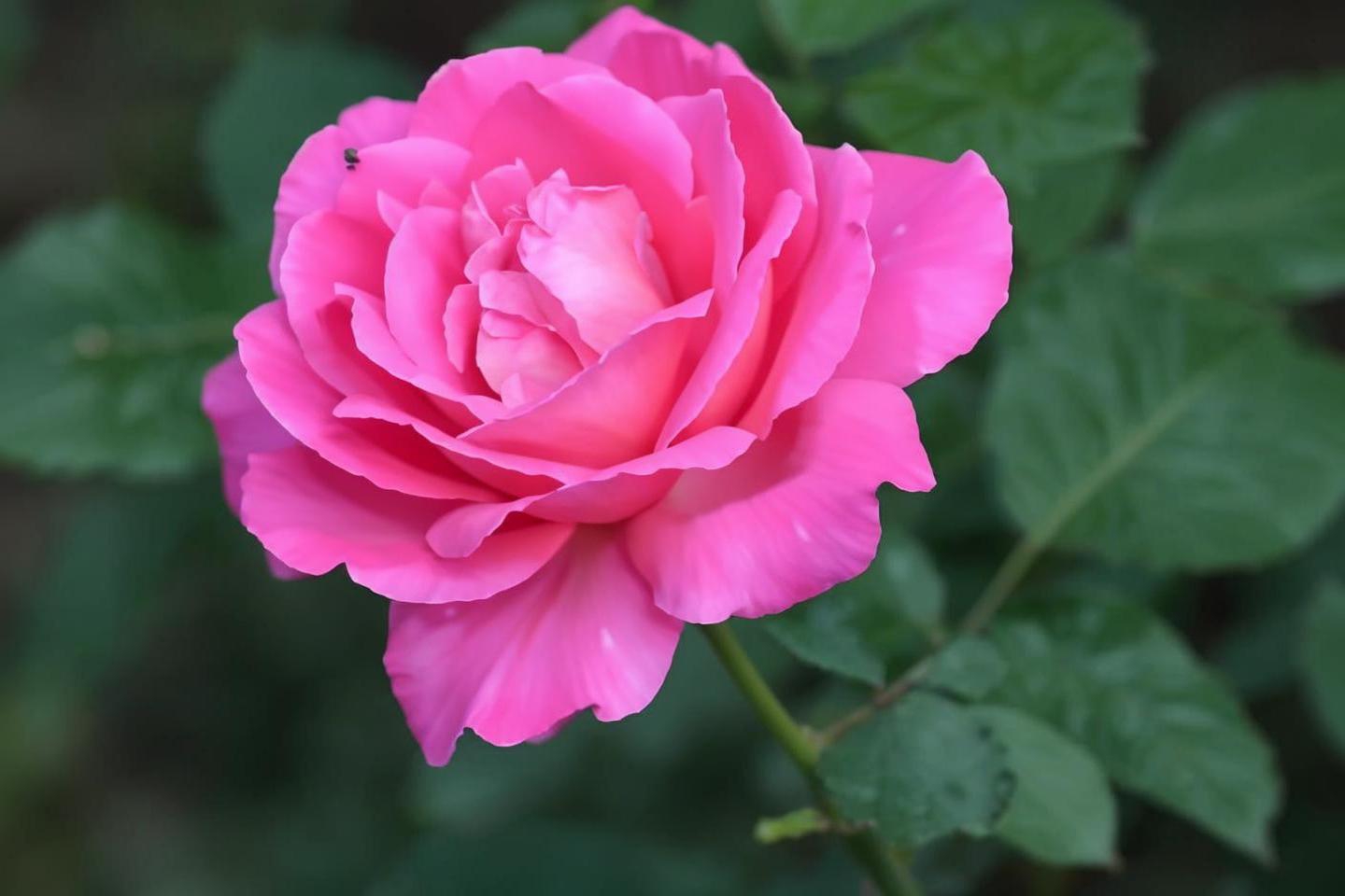 七律.赞月季花 文/刘文波 润眼闲庭慕仲家,披星月季绽丛花