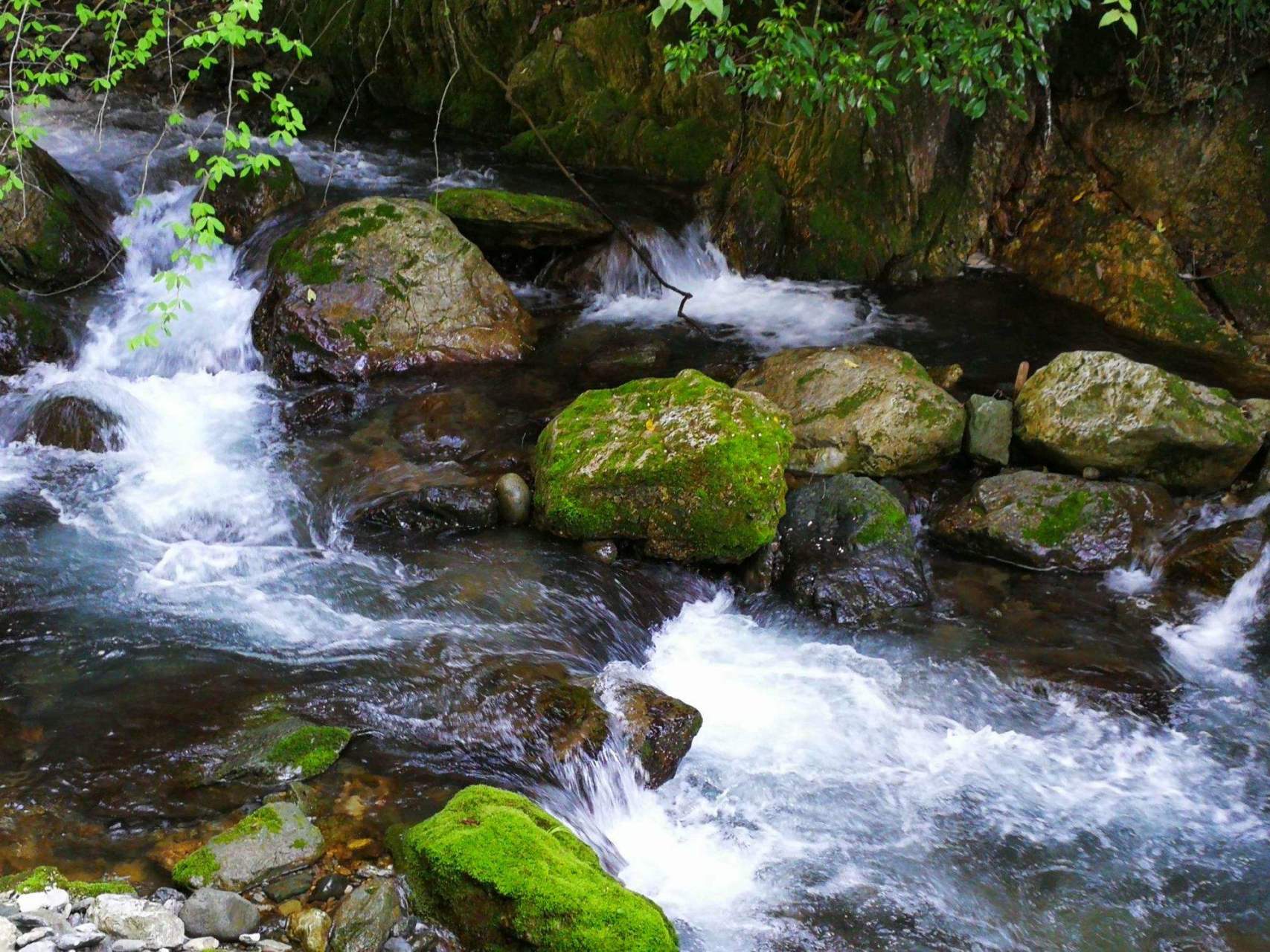 山涧水/君君 野花丛里小溪生,一路潺潺作远行.