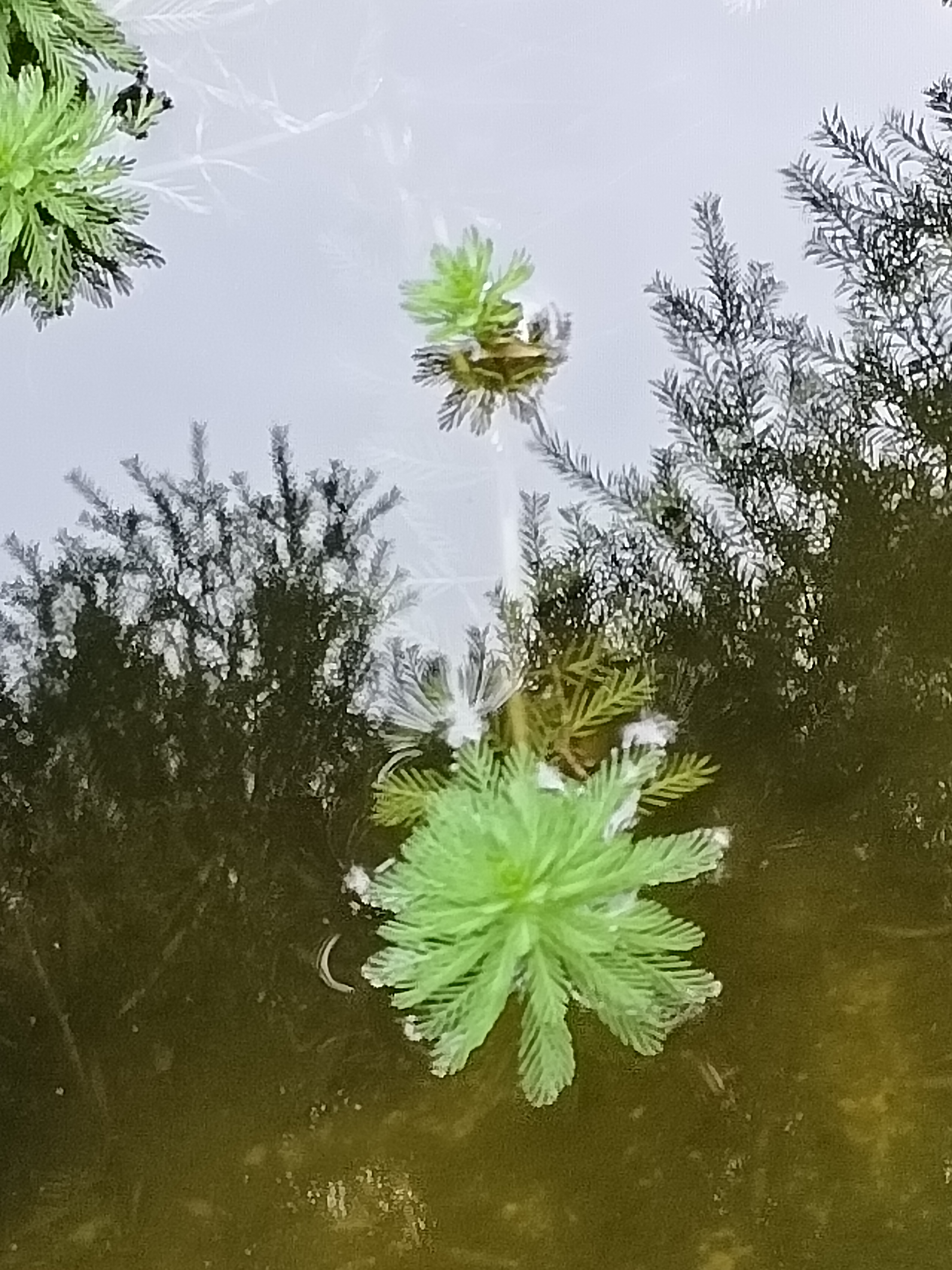 纵有疾风起,人生不言弃. 小二仙草科       狐尾藻#身边的植物