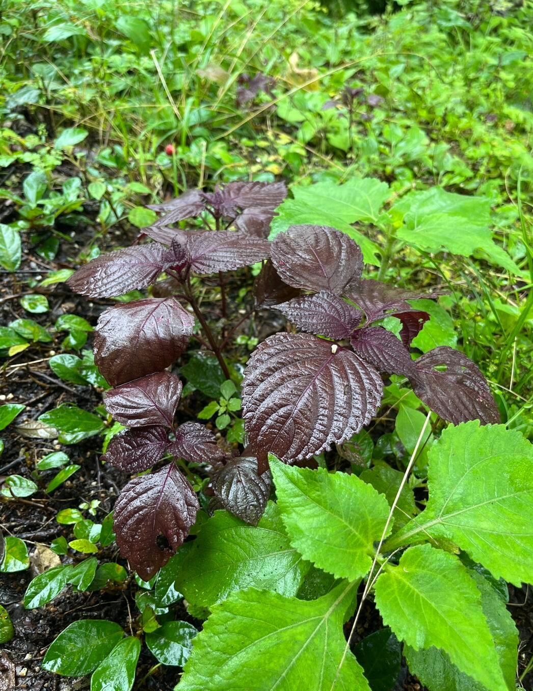 像紫苏的植物图片