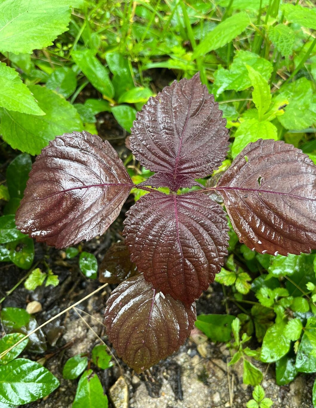 与紫苏相似的植物图片