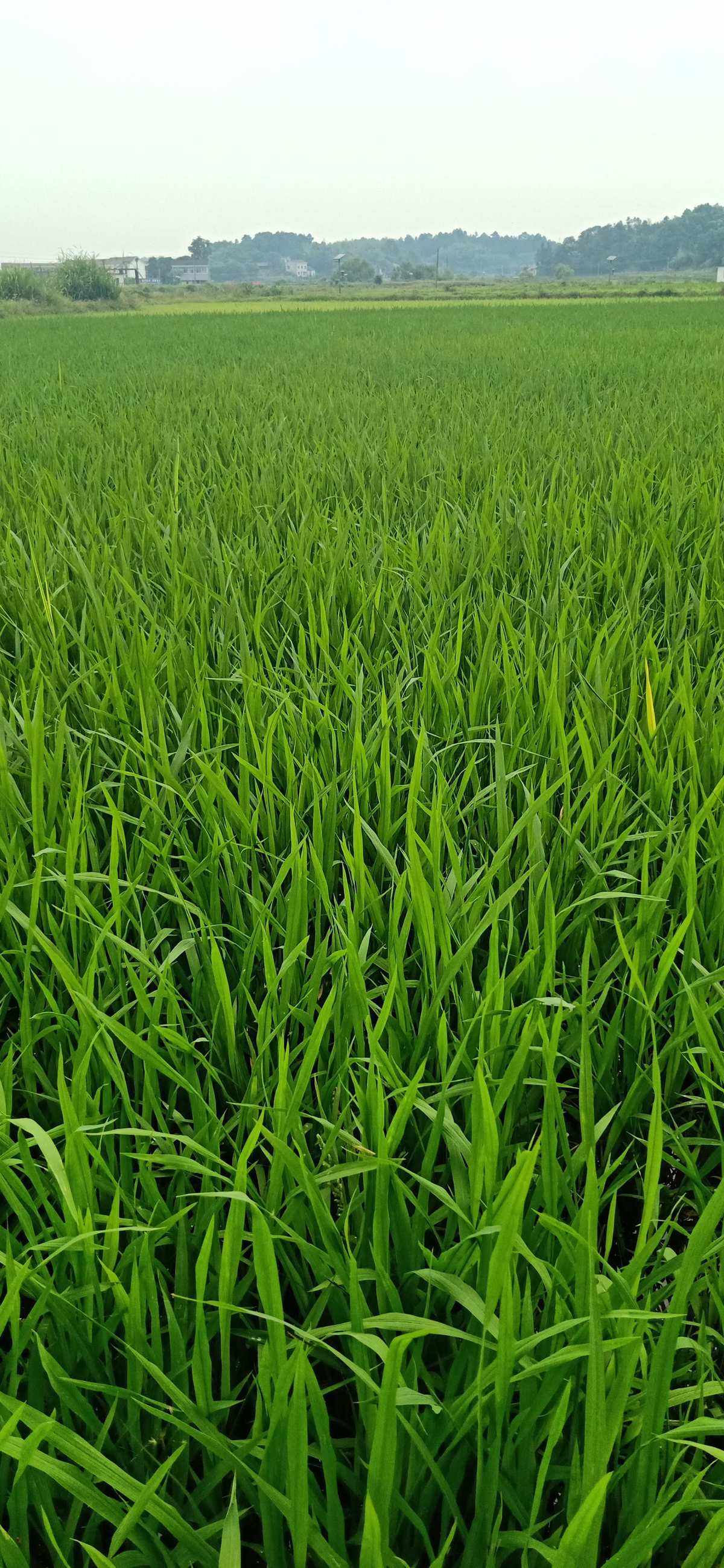 稻田绿意盎然,稻苗整齐划一,生机勃勃