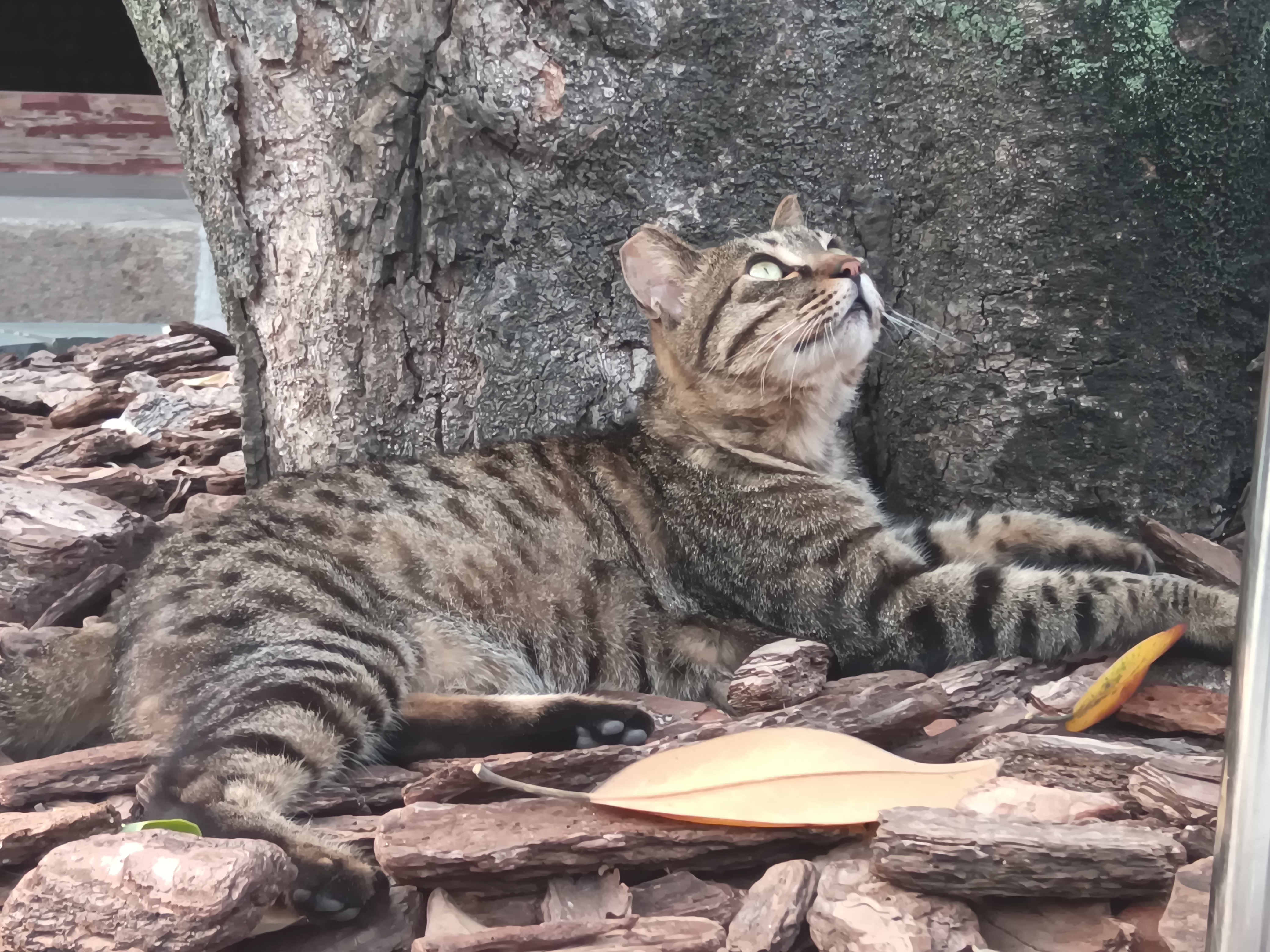 享受午后阳光慵懒的猫图片