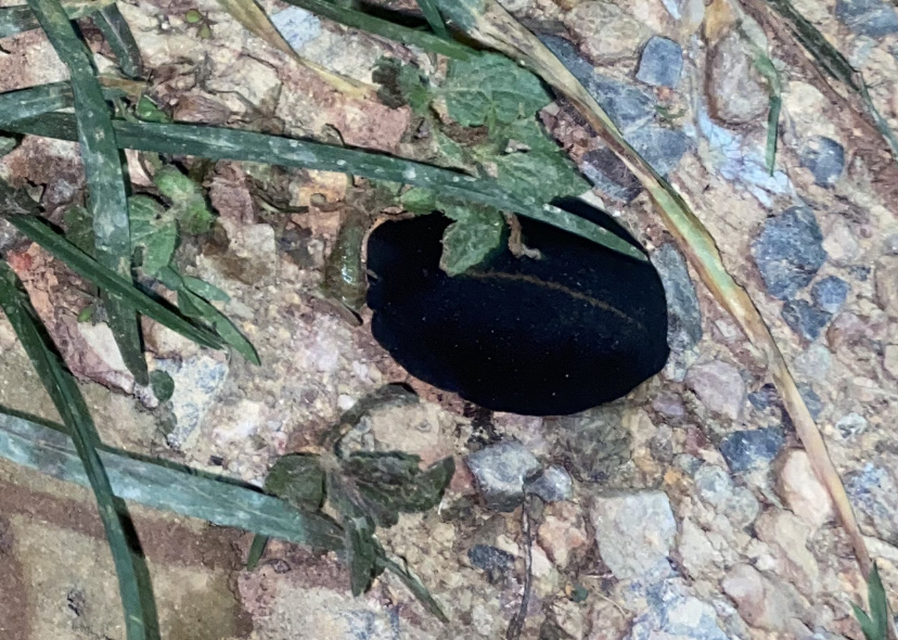 广西地带地面上看到这种黑色虫子,请教各位大神这种生物名字,感谢感谢