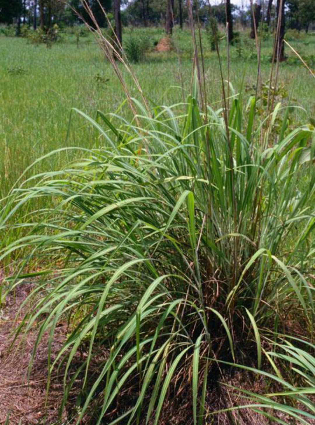 芒草(通常指 **芒属植物**,学名:**miscanthus**)是一类多年生草本