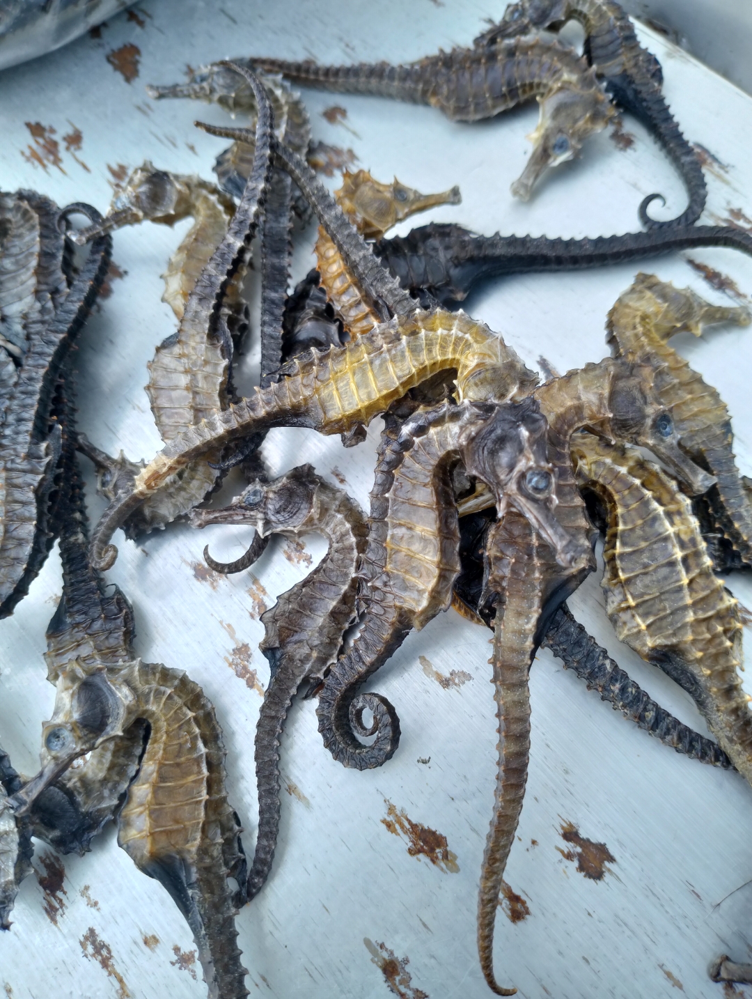 一克一条海马干货 线纹海马,入药典品种,海南产地直销公司,北有人参南