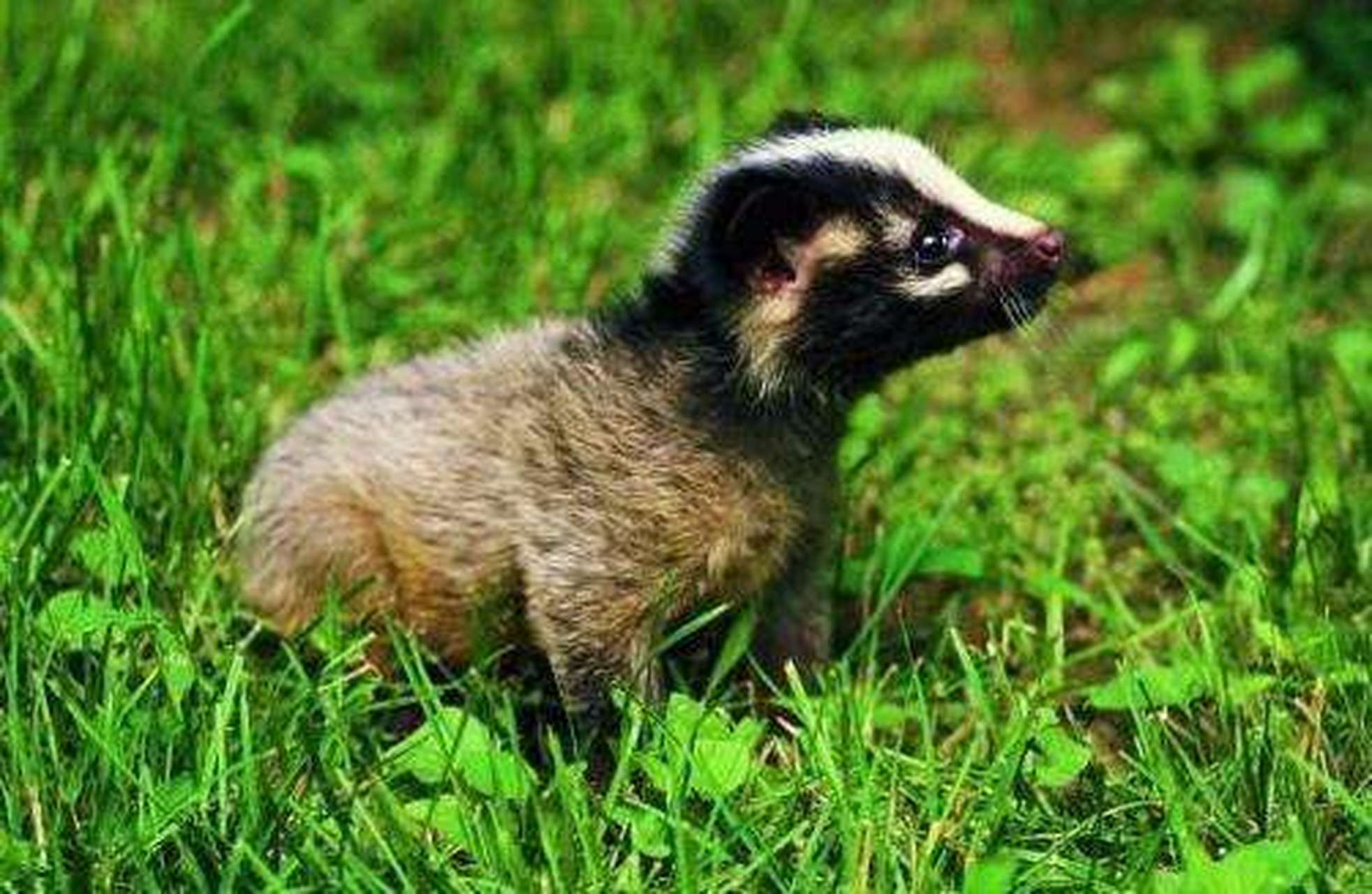 【果子狸全身都是宝,它们的肉可以吃,是我国历史悠