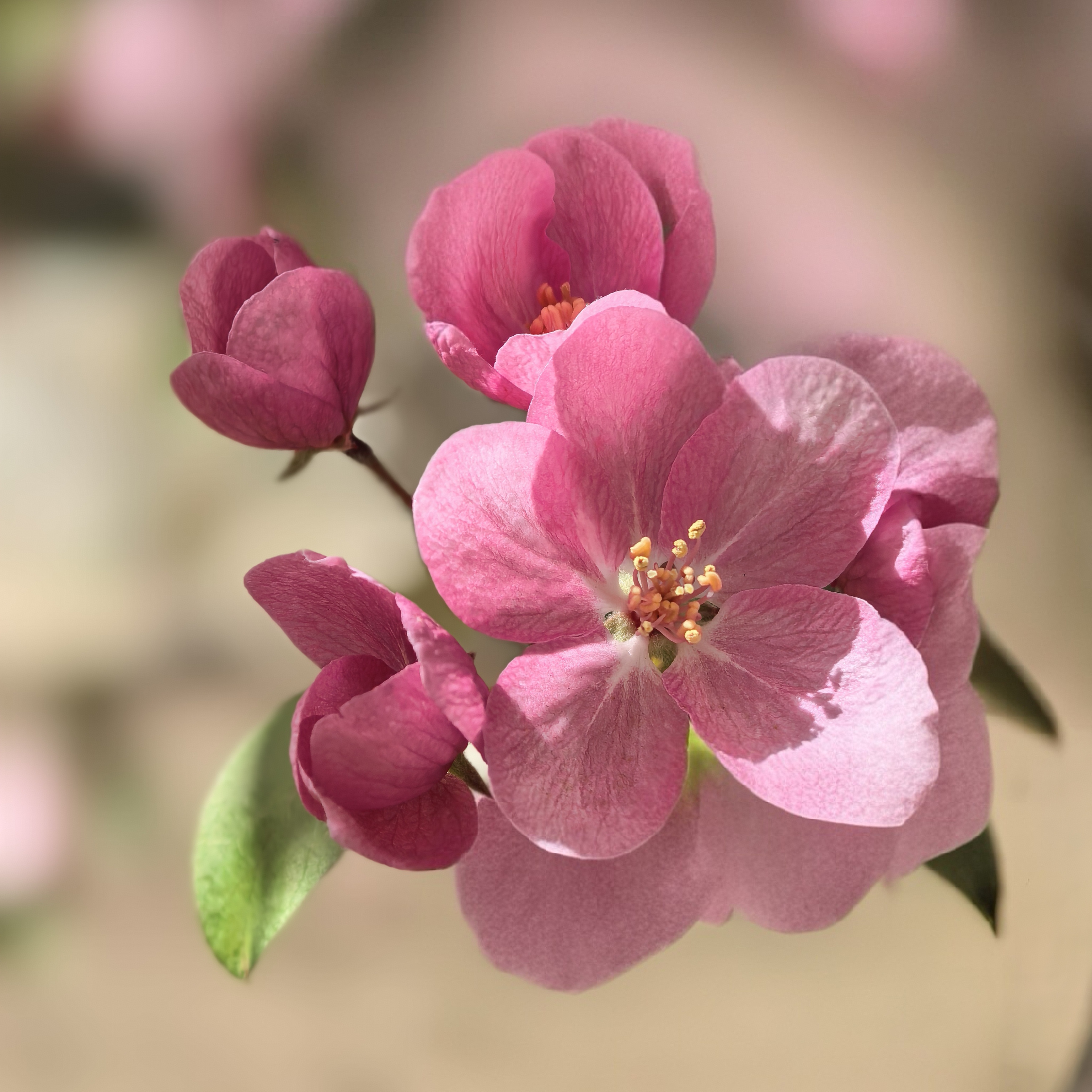 醒来自思忖,海棠含包依旧. 再瞅,再瞅!却是红肥绿瘦