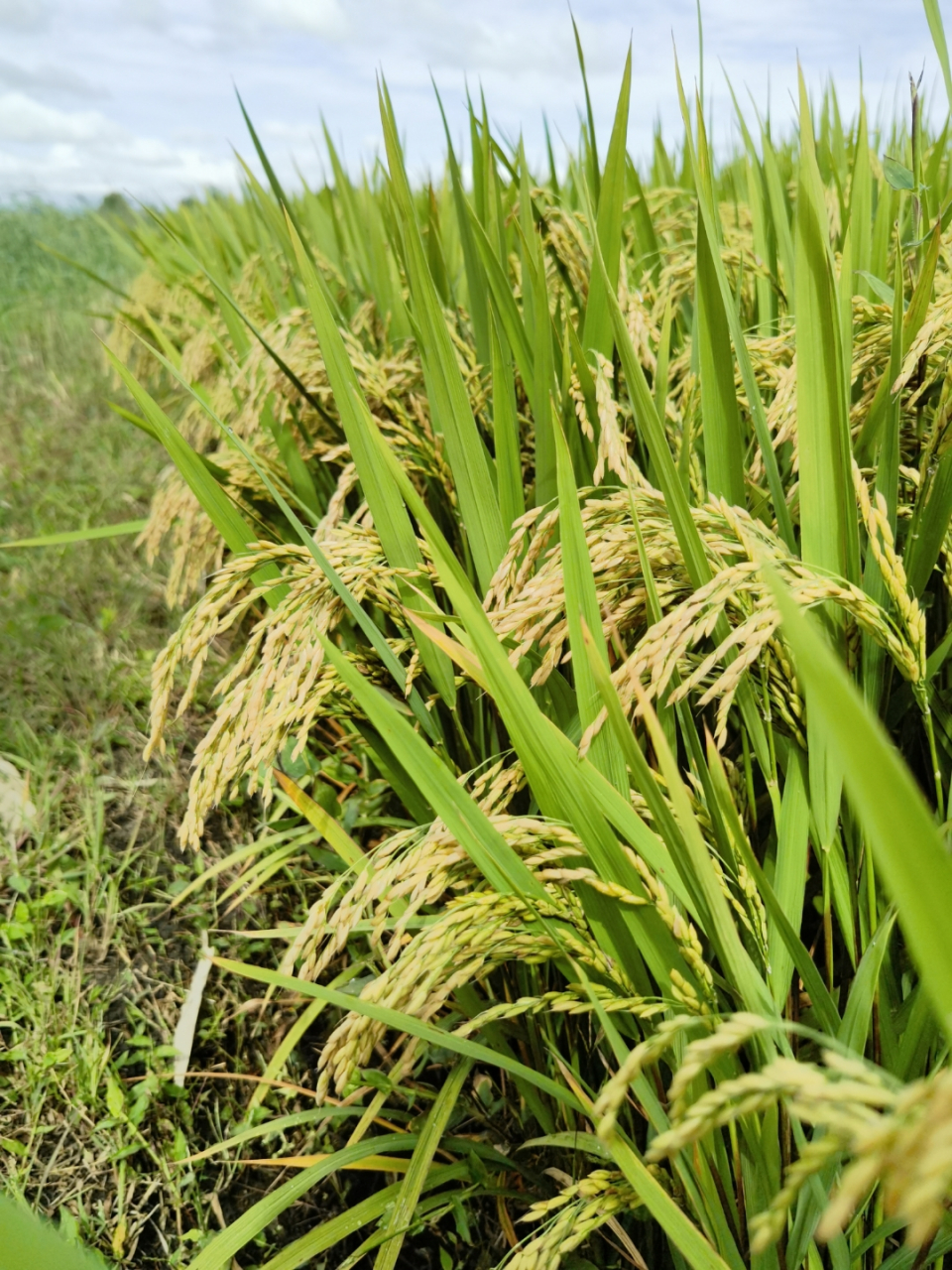 想象着它们长大后的样子,就更加期待了