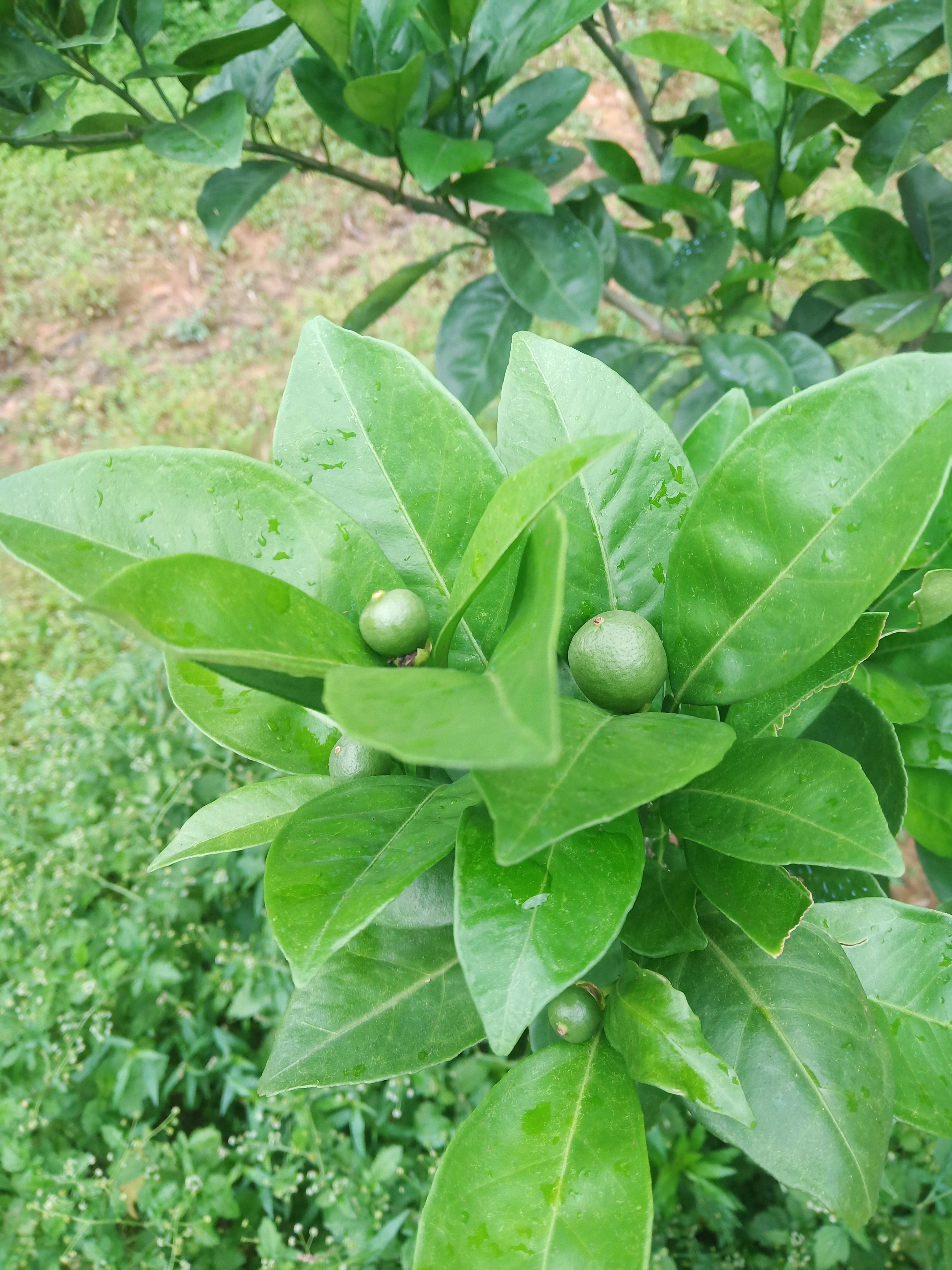 五一云游记    夏日清新绿意