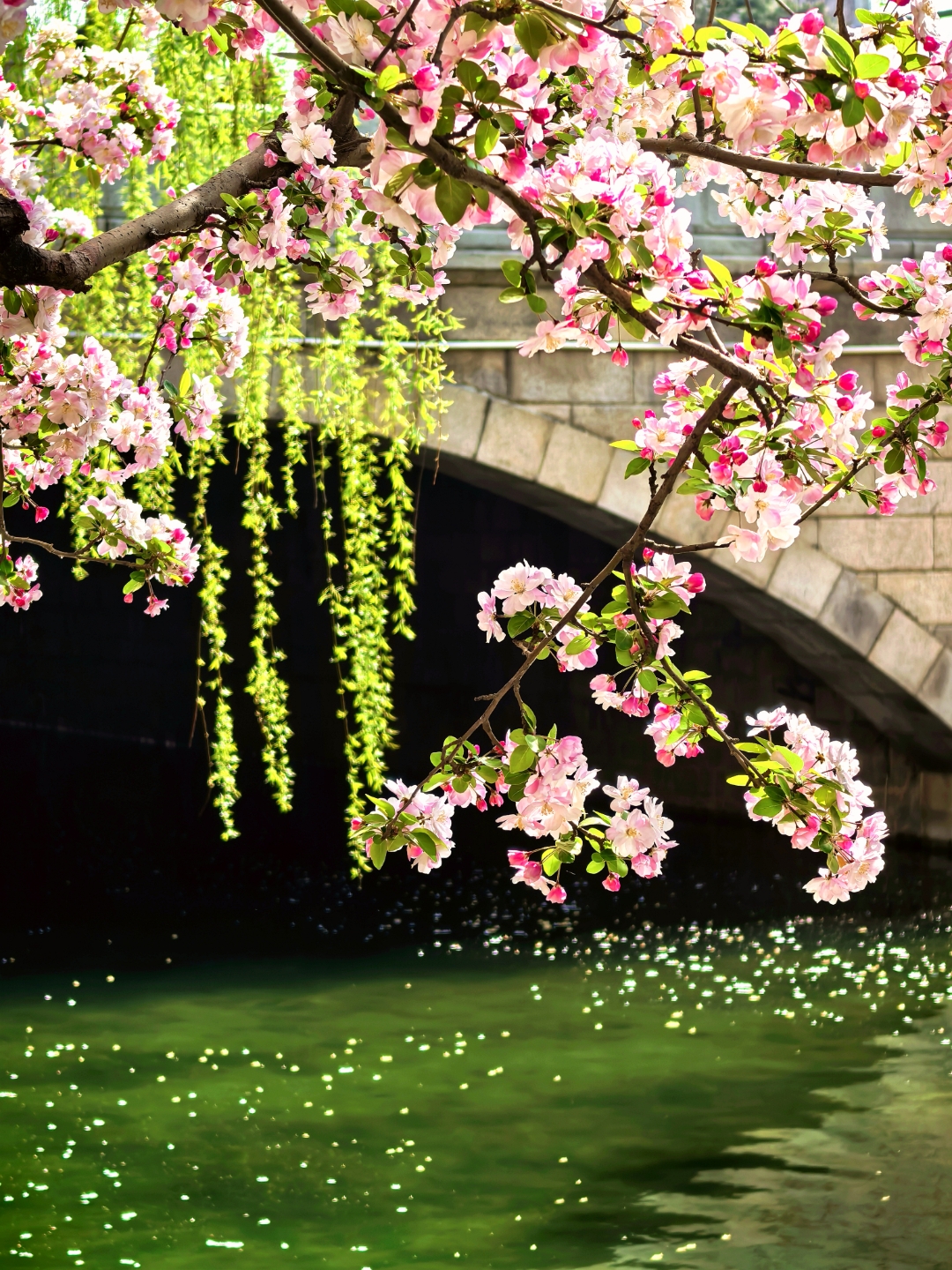 春日赏花时#京城海棠天花板,元大都遗址公园海棠花溪美翻了!