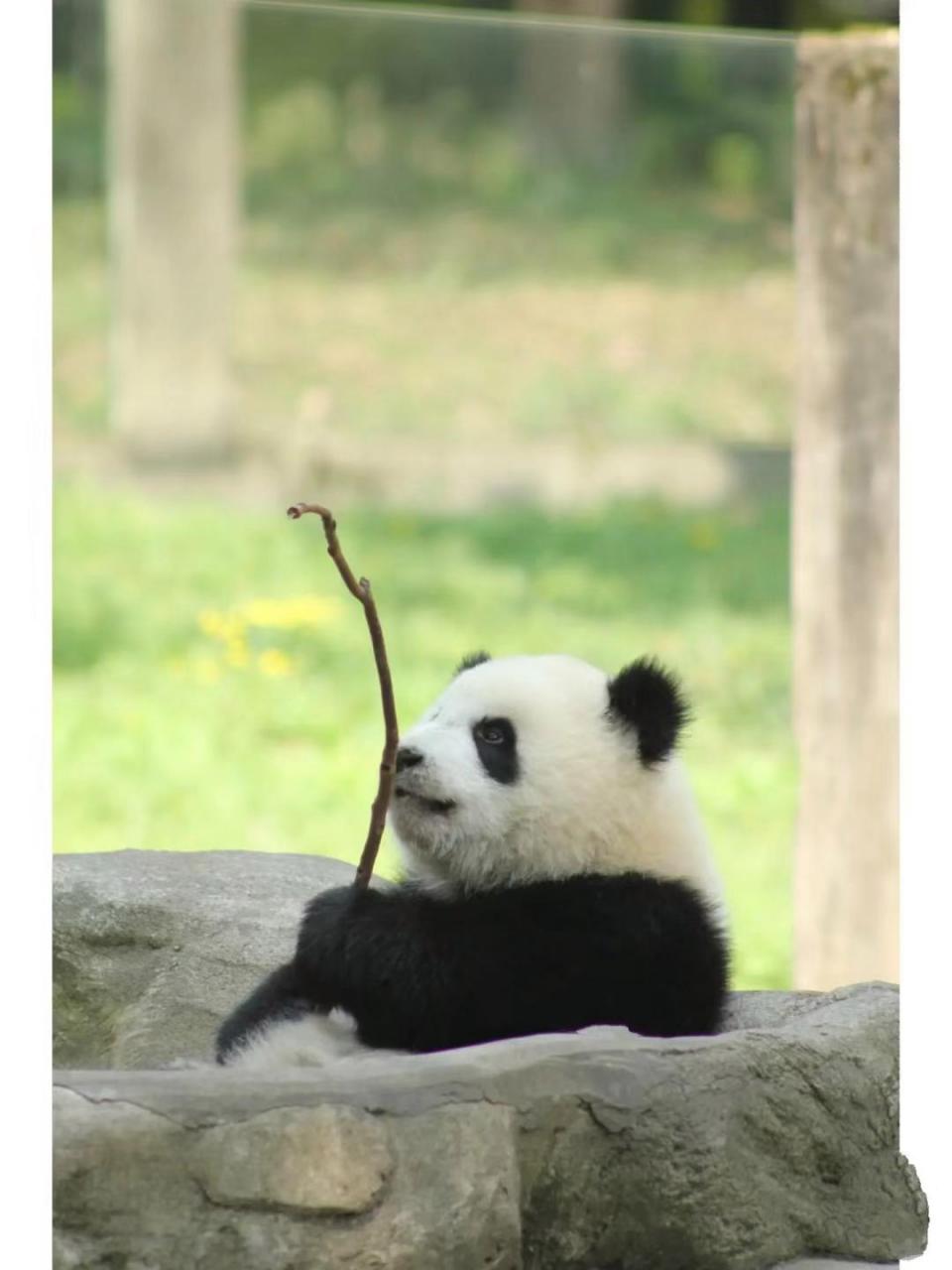 看我能不能迷倒你就是啦!#大熊猫#