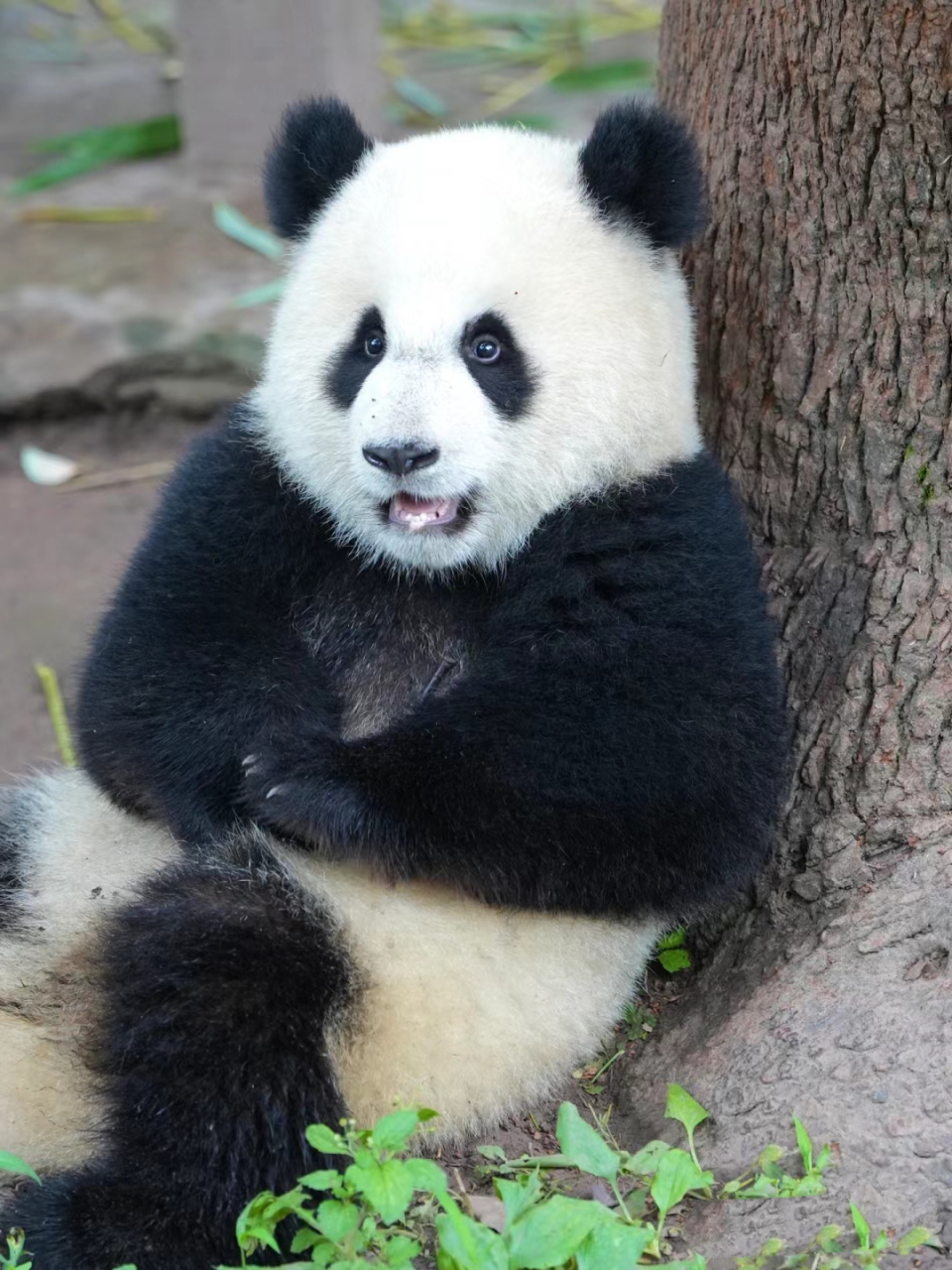 她在疯狂整活,这孩子有点废妈凹.#大熊猫