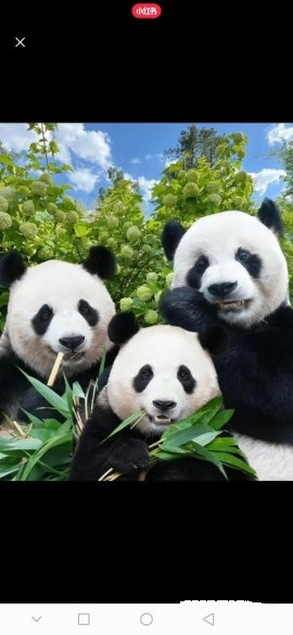 一家三口好和谐的画面#大熊猫