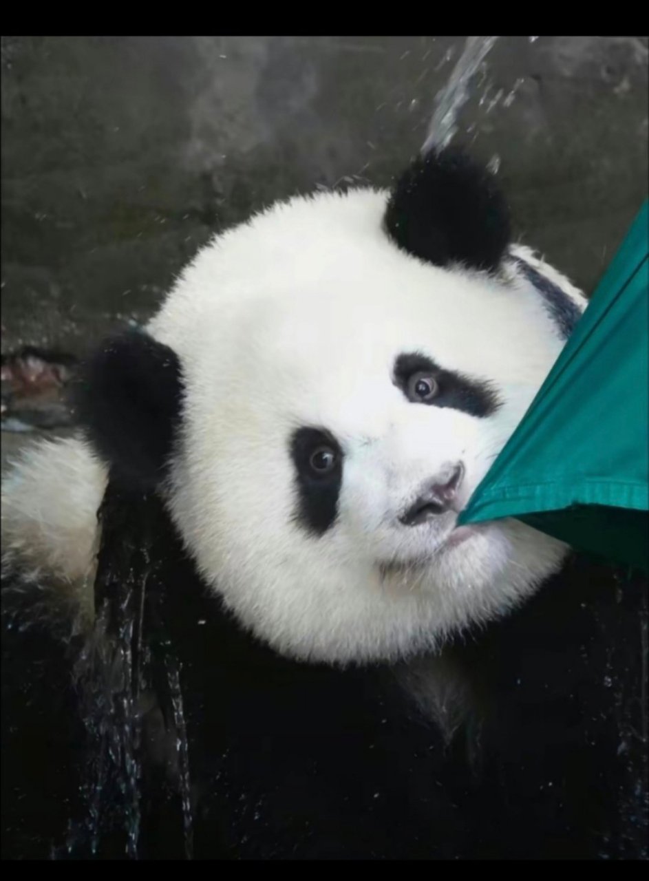 让开点,花花的绯闻男友来啦![高考必胜][高考必胜]#大熊猫