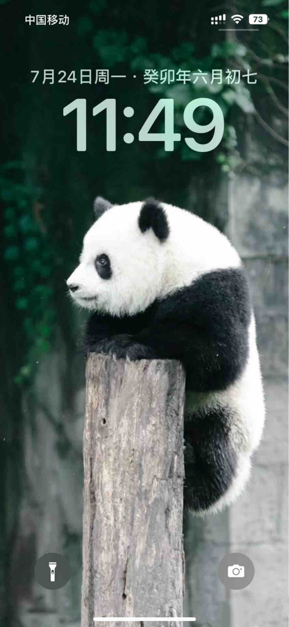 熊熊93壁纸#大熊猫# #百家号